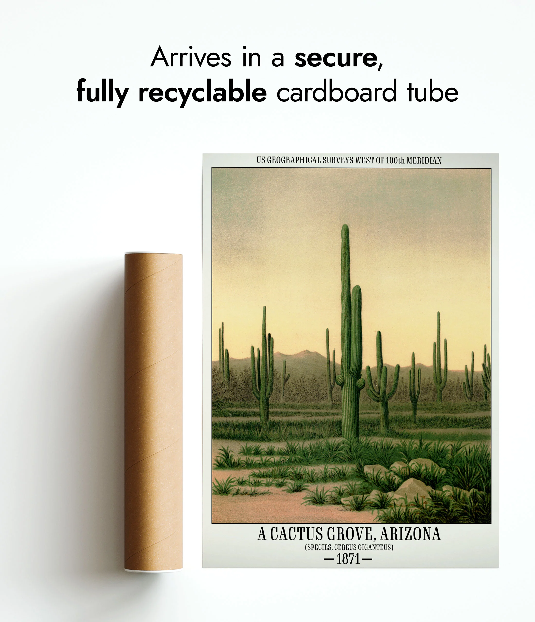 A Cactus Grove, Arizona - Image 9