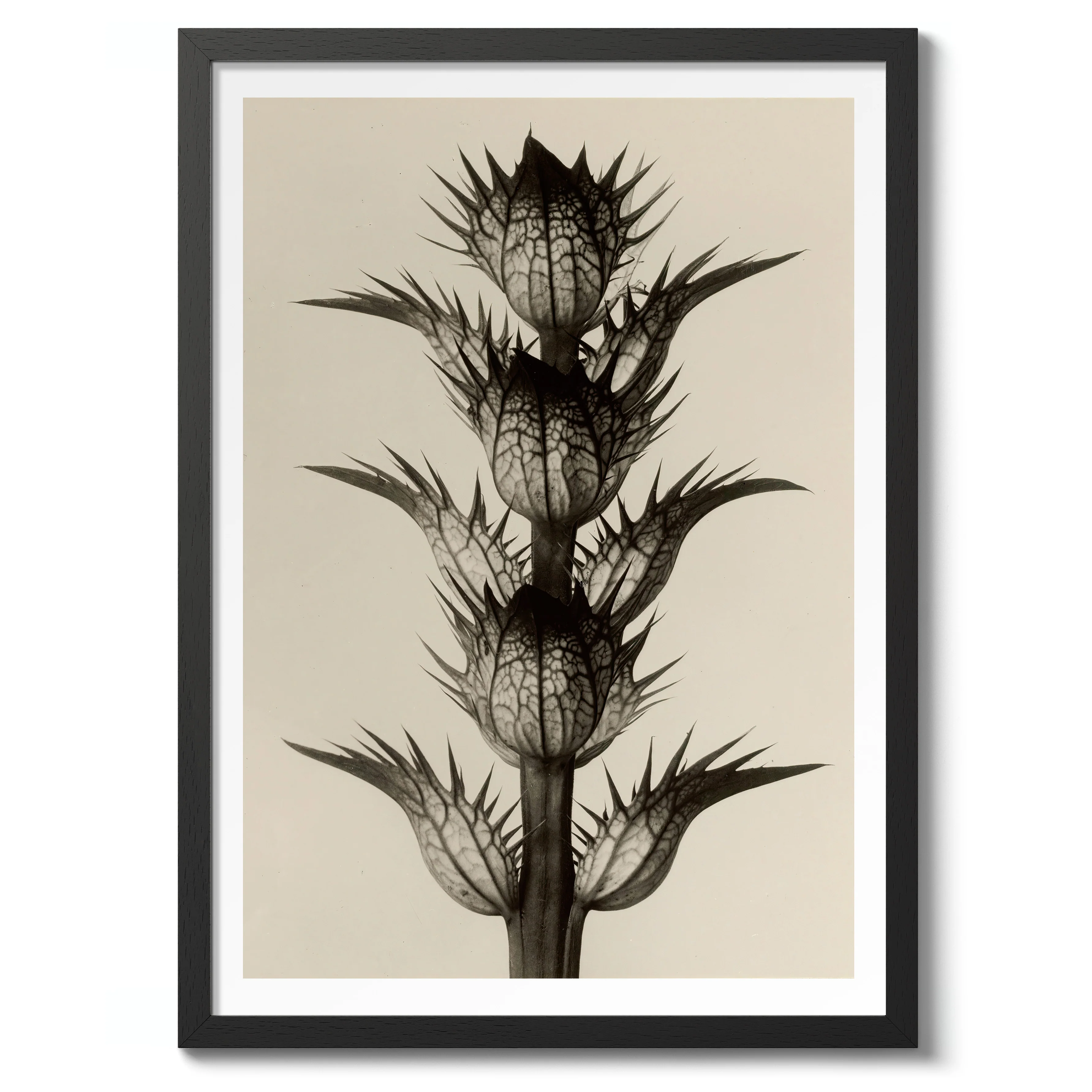 Acanthus Mollis - Image 2