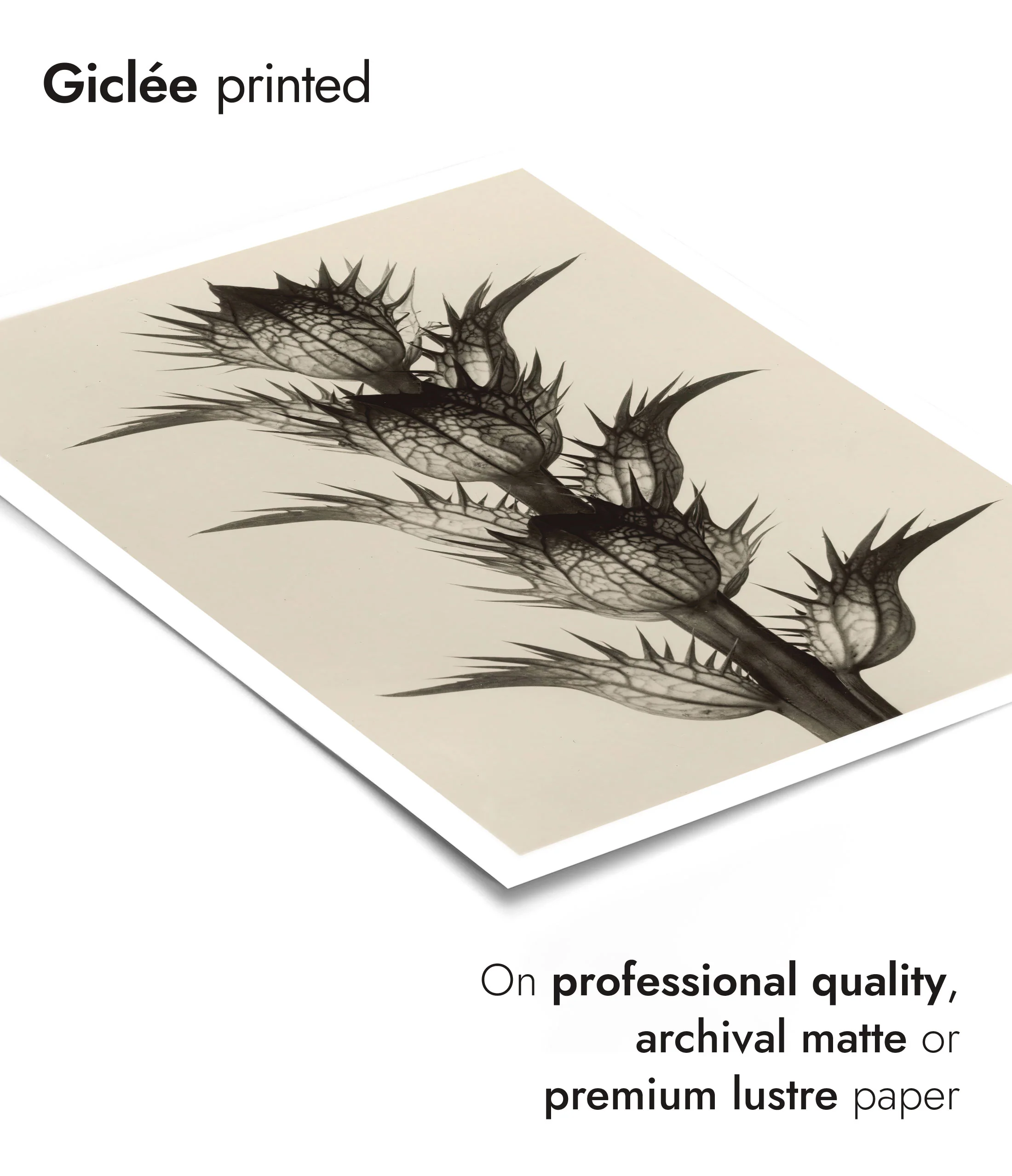 Acanthus Mollis - Image 6
