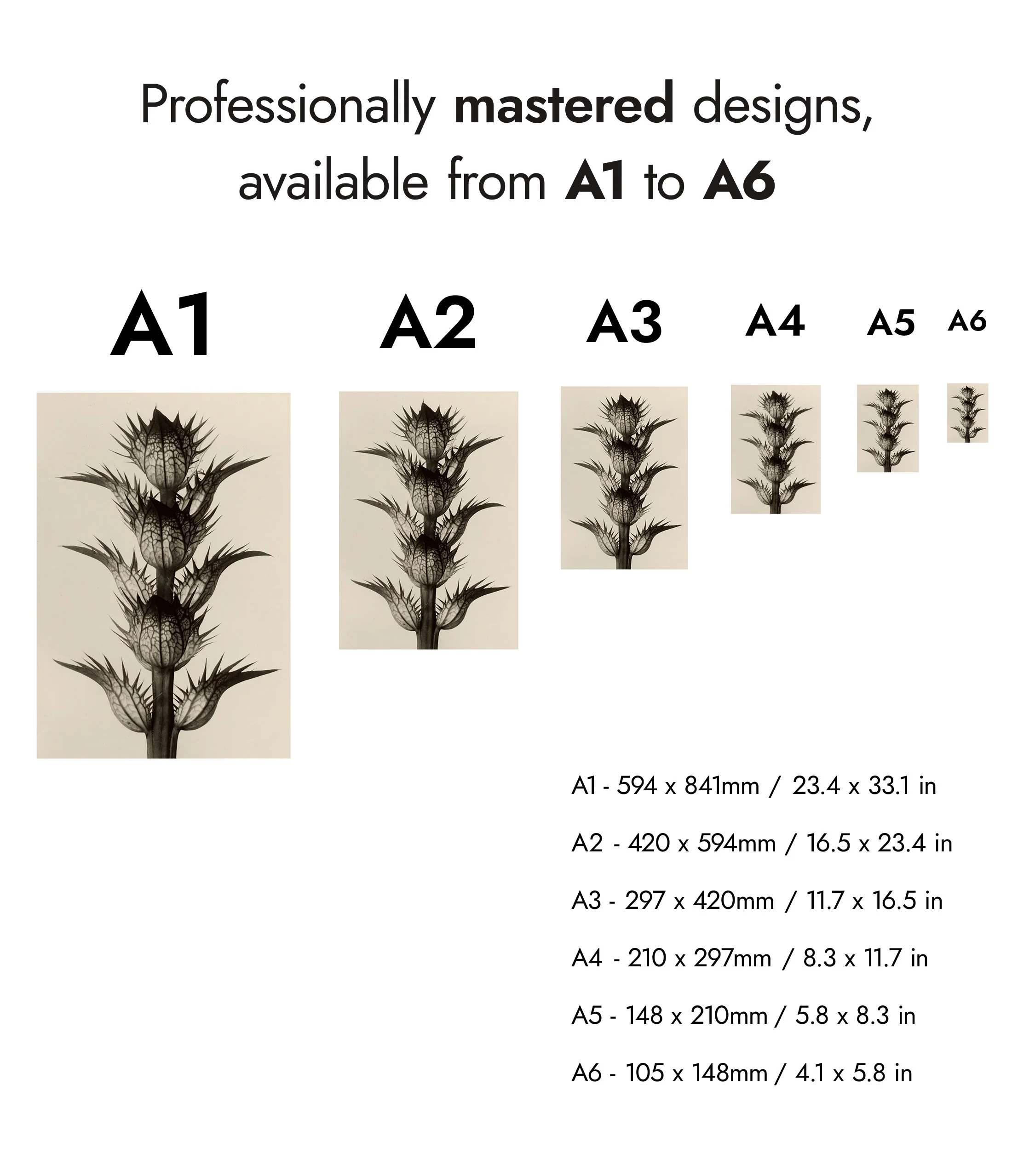Acanthus Mollis - Image 8