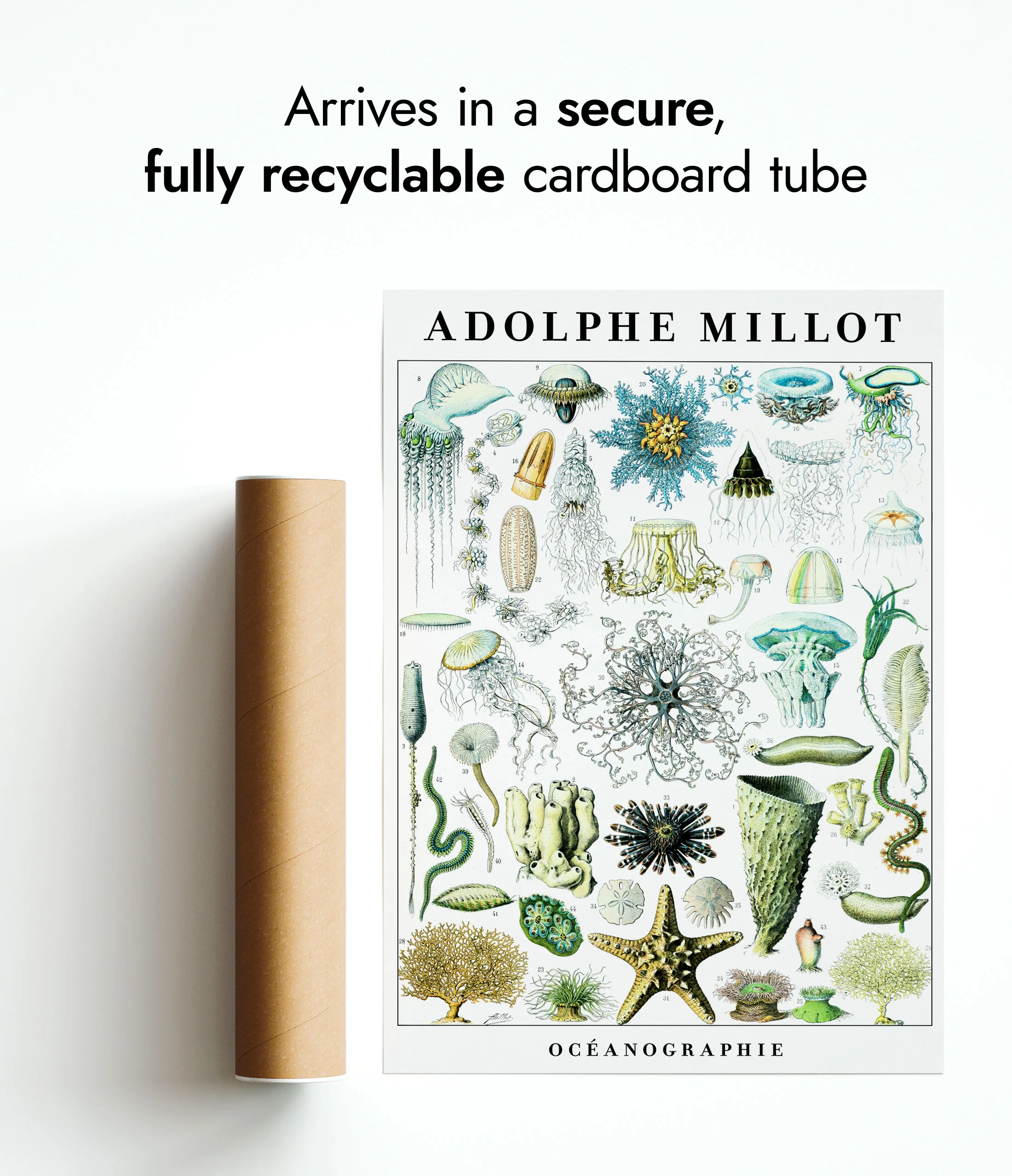 Adolphe Millot Sea Life - Set of 3 - Image 11