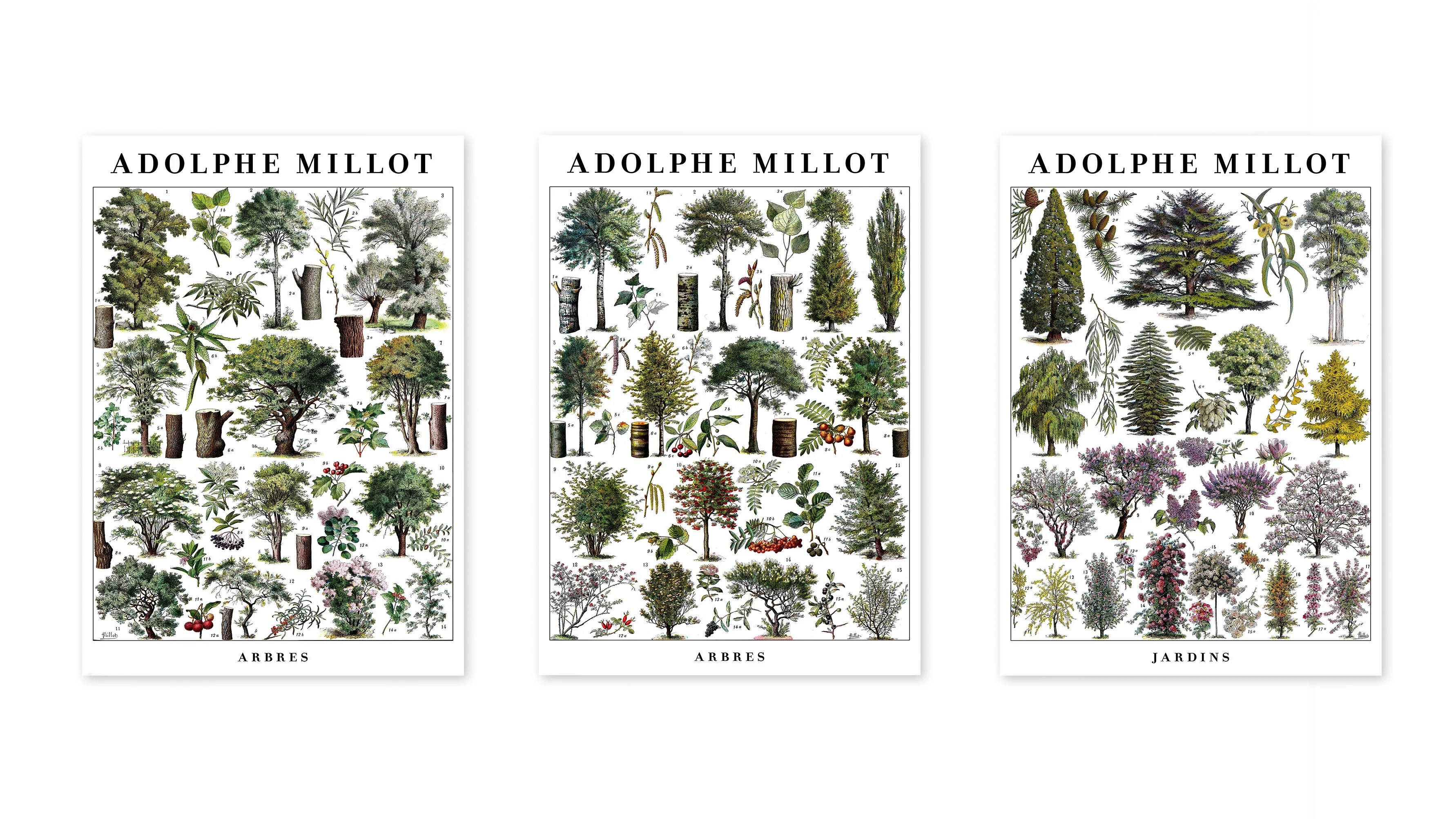 Adolphe Millot Trees - Set of 3 - Image 3