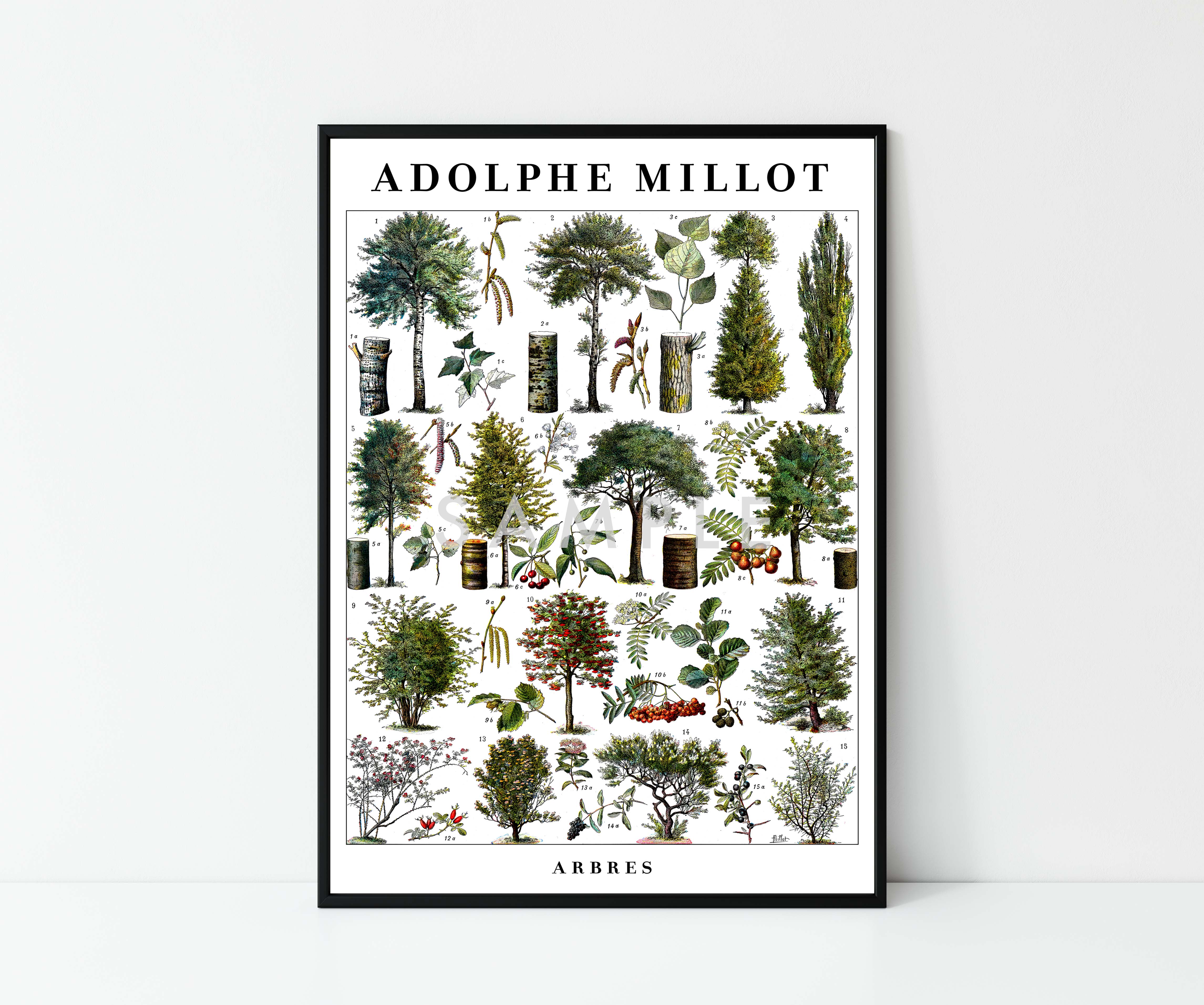 Adolphe Millot Trees - Set of 3 - Image 6