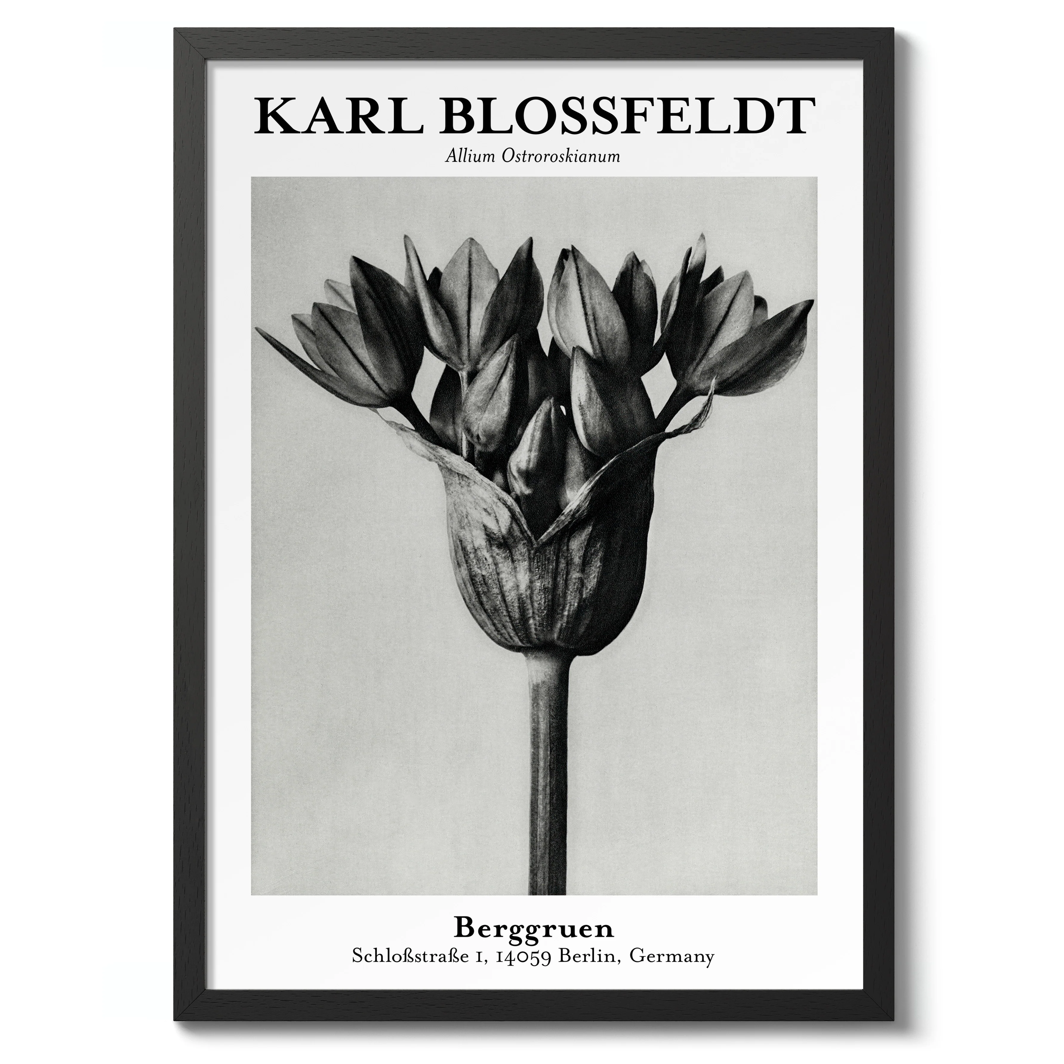 Allium Ostroroskianum - Image 2