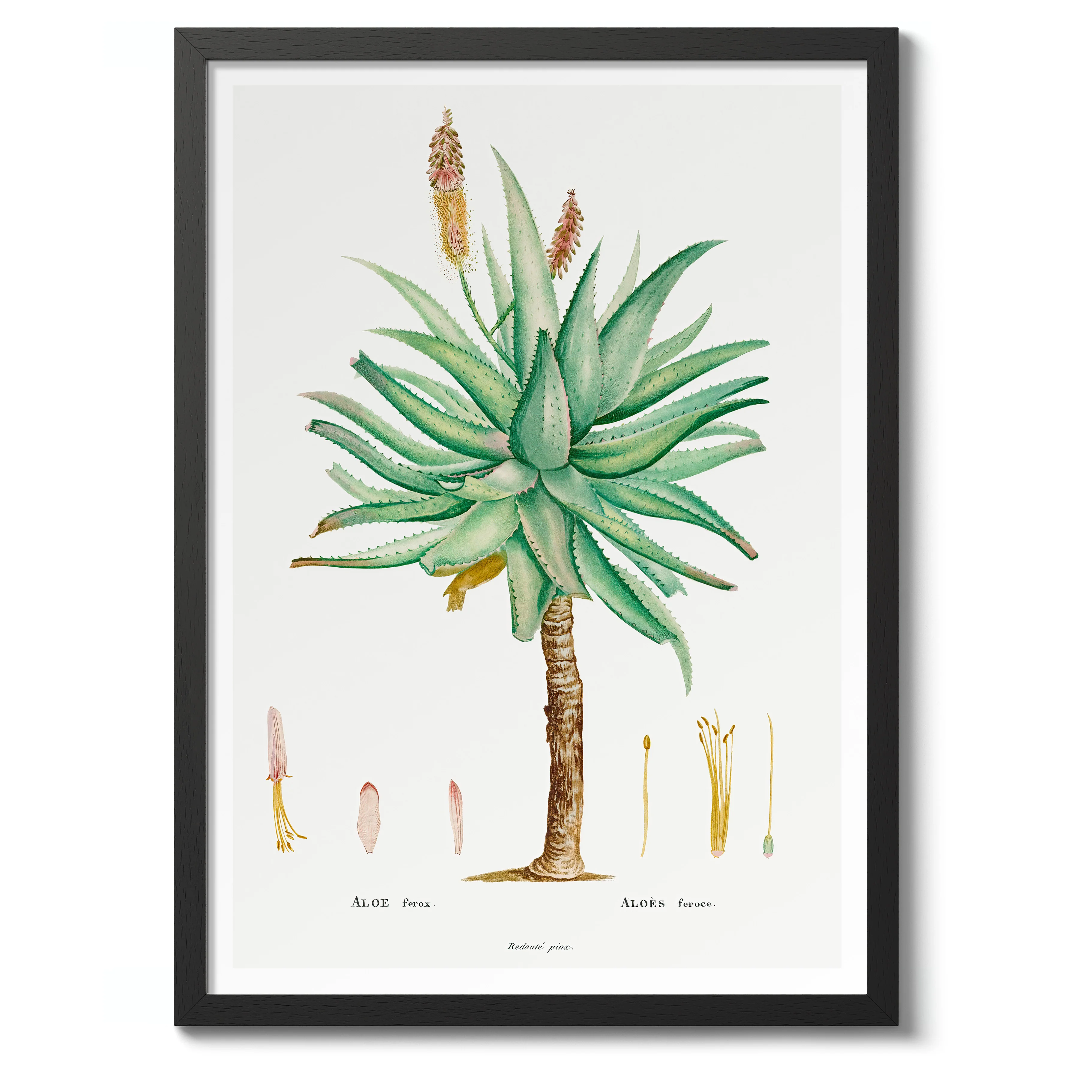 Aloe Ferox - Image 2
