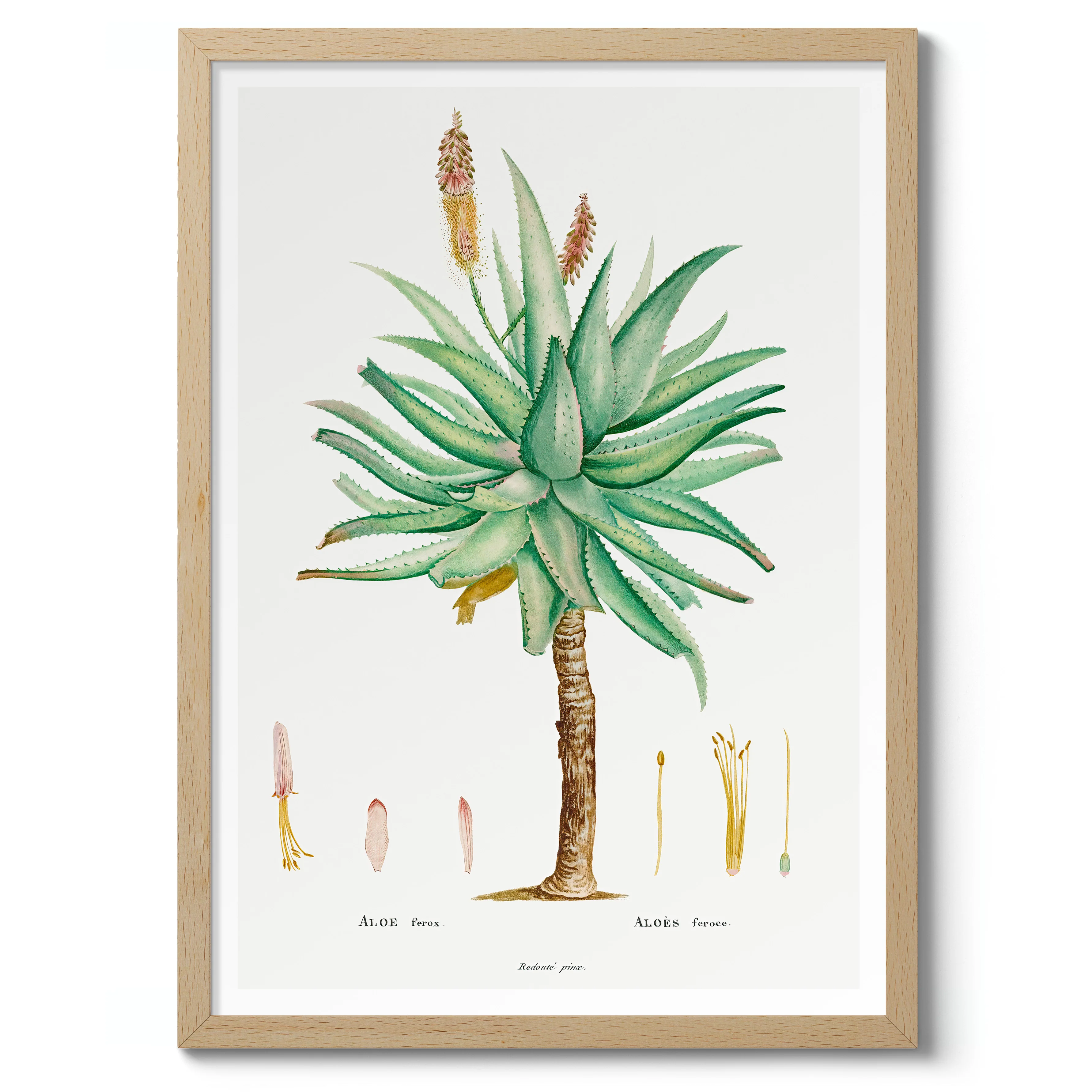 Aloe Ferox - Image 3