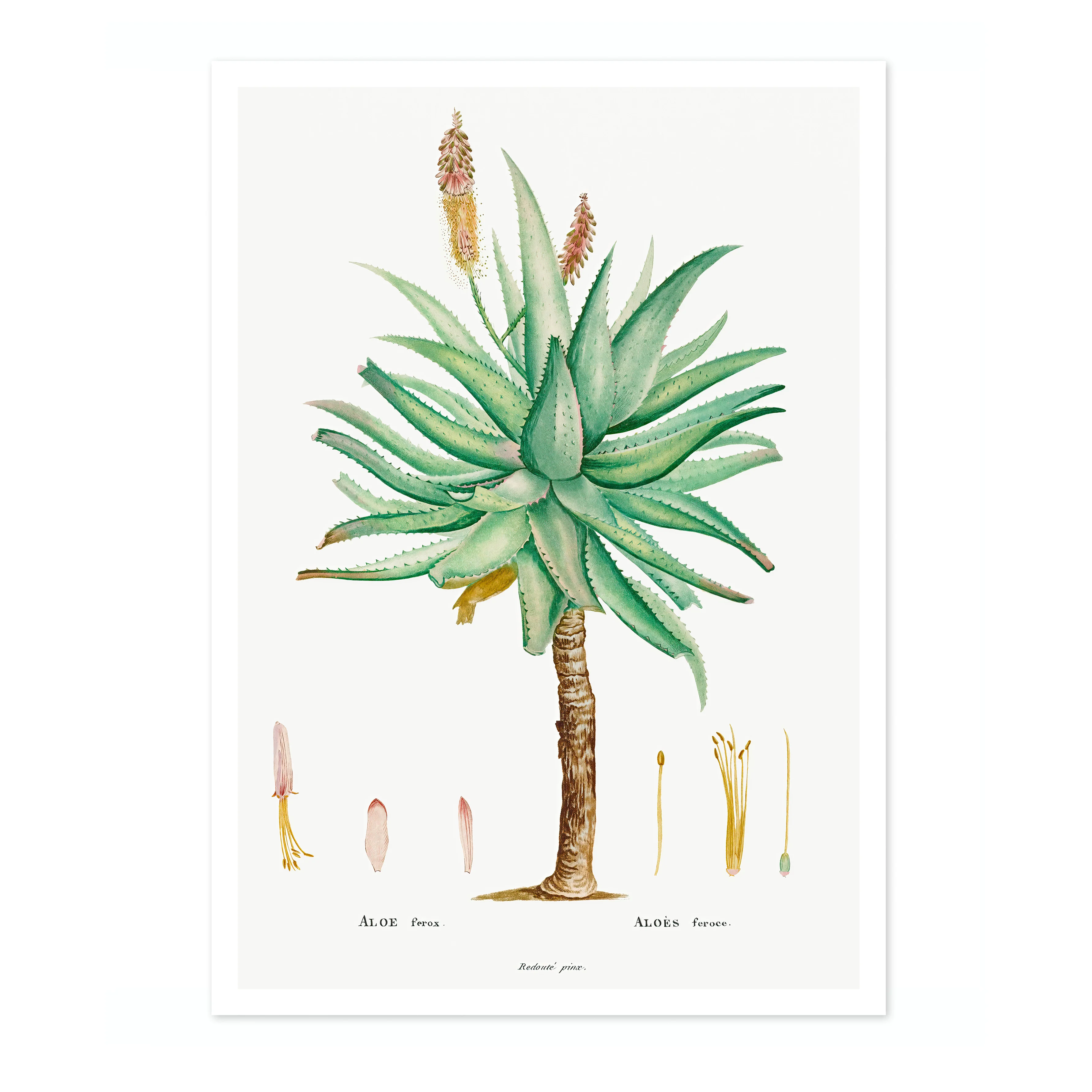 Aloe Ferox - Image 4