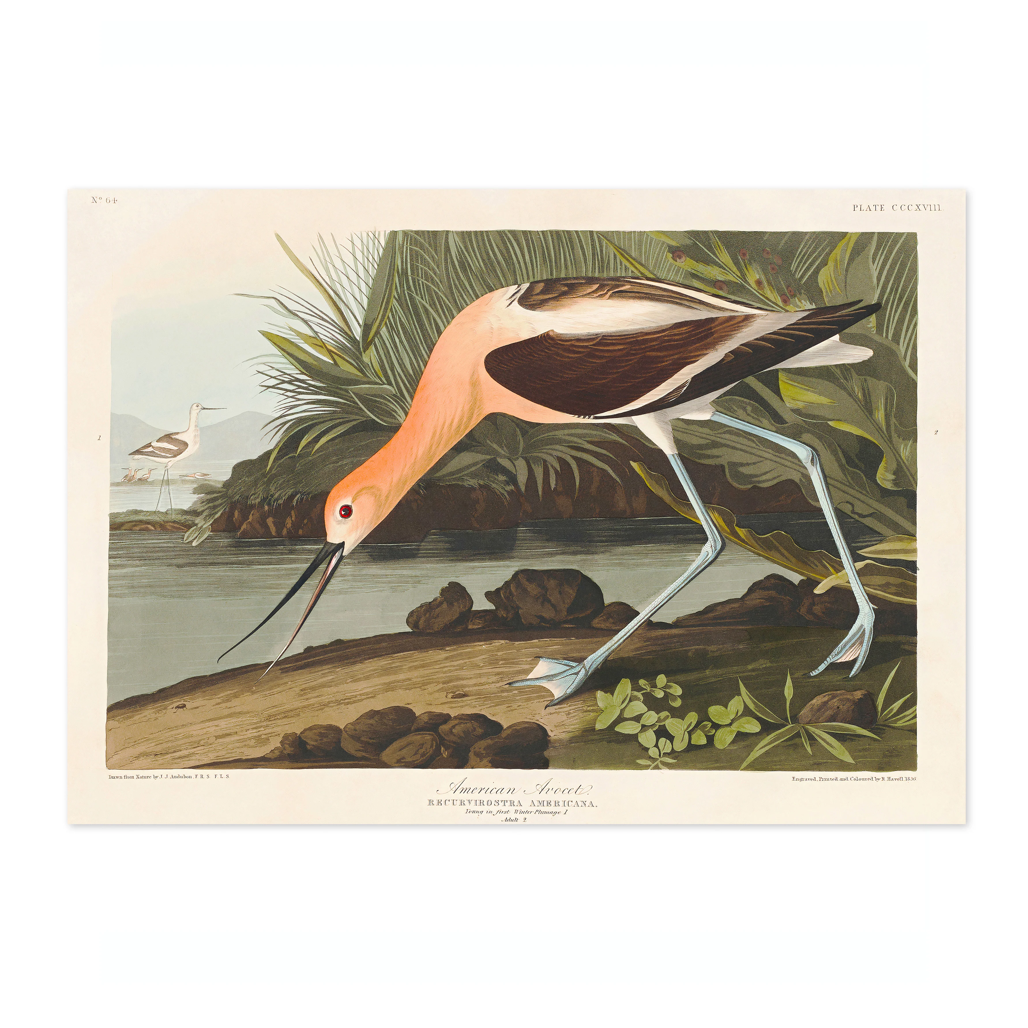 American Avocet - Image 4