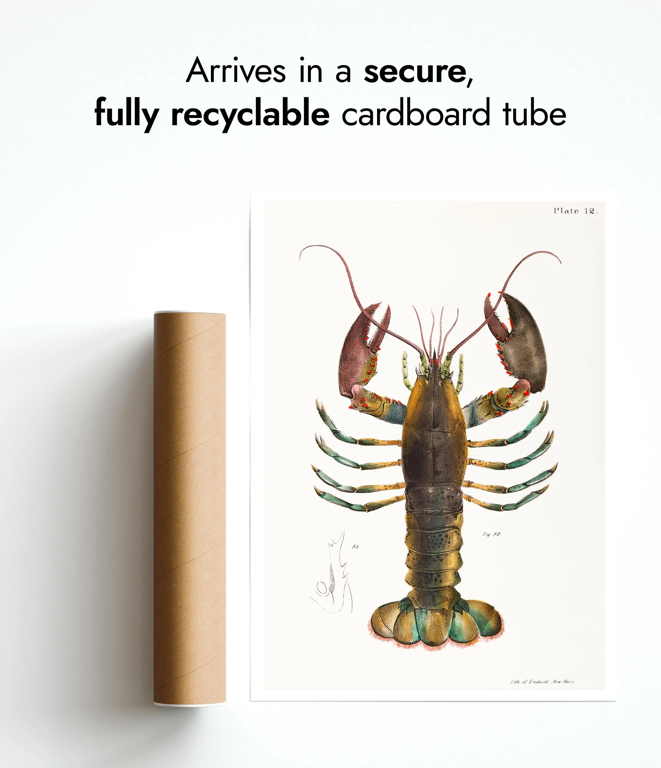 American Lobster (Homarus Americanus) - Image 9