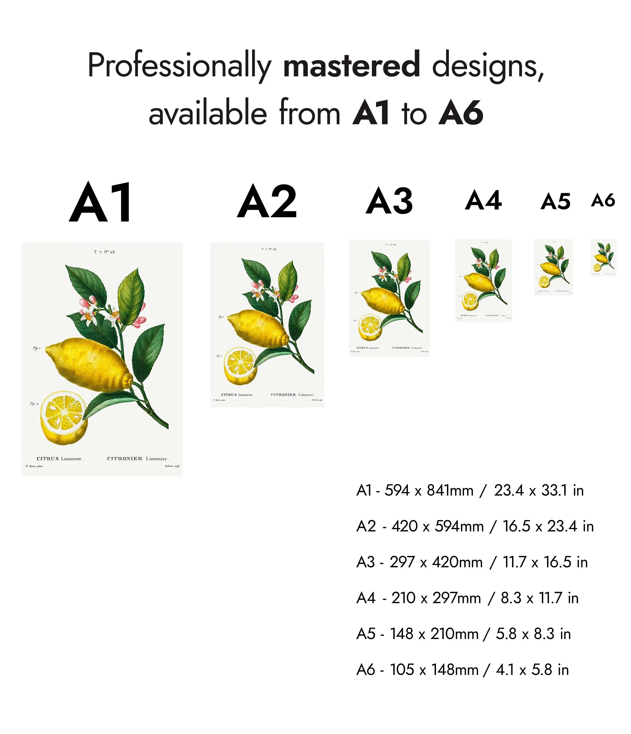 An Enlarged Lemon - Image 8