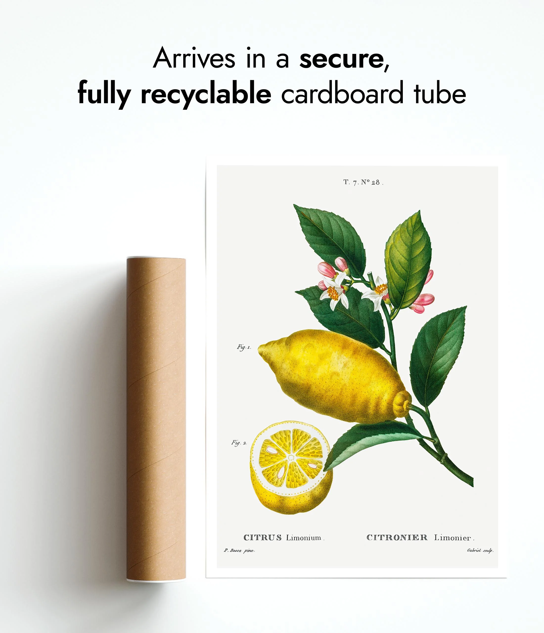 An Enlarged Lemon - Image 9