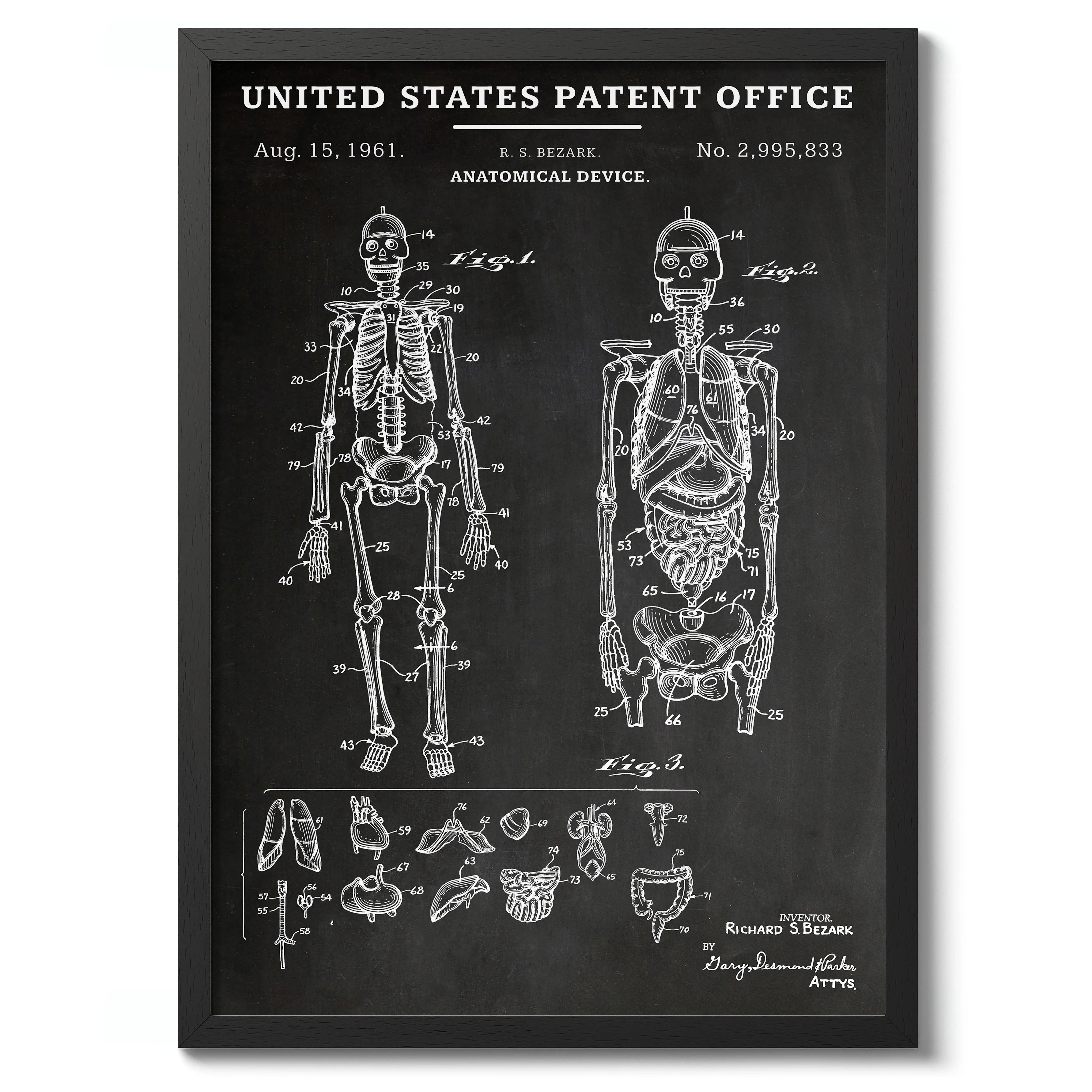 Anatomical Device - Image 2