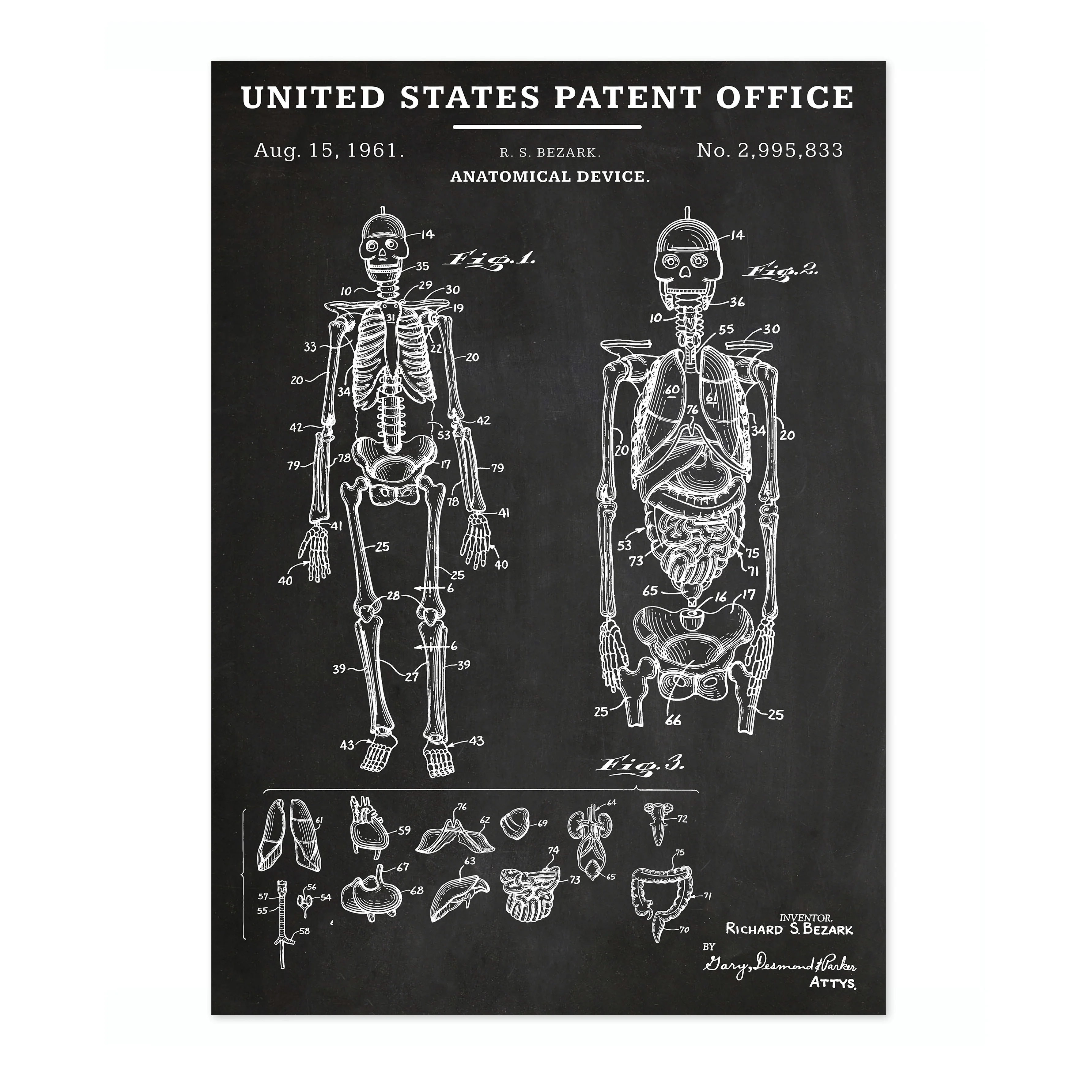 Anatomical Device - Image 4