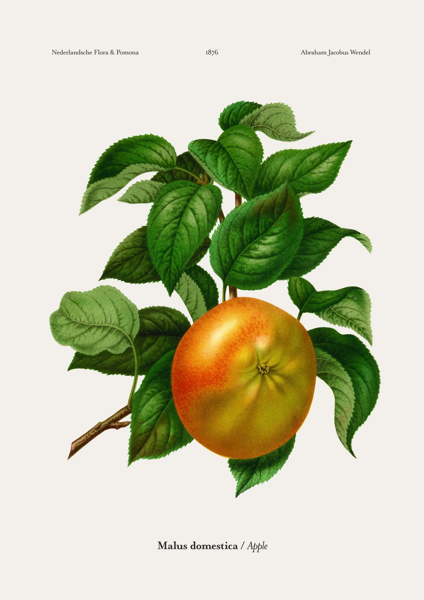 Apple