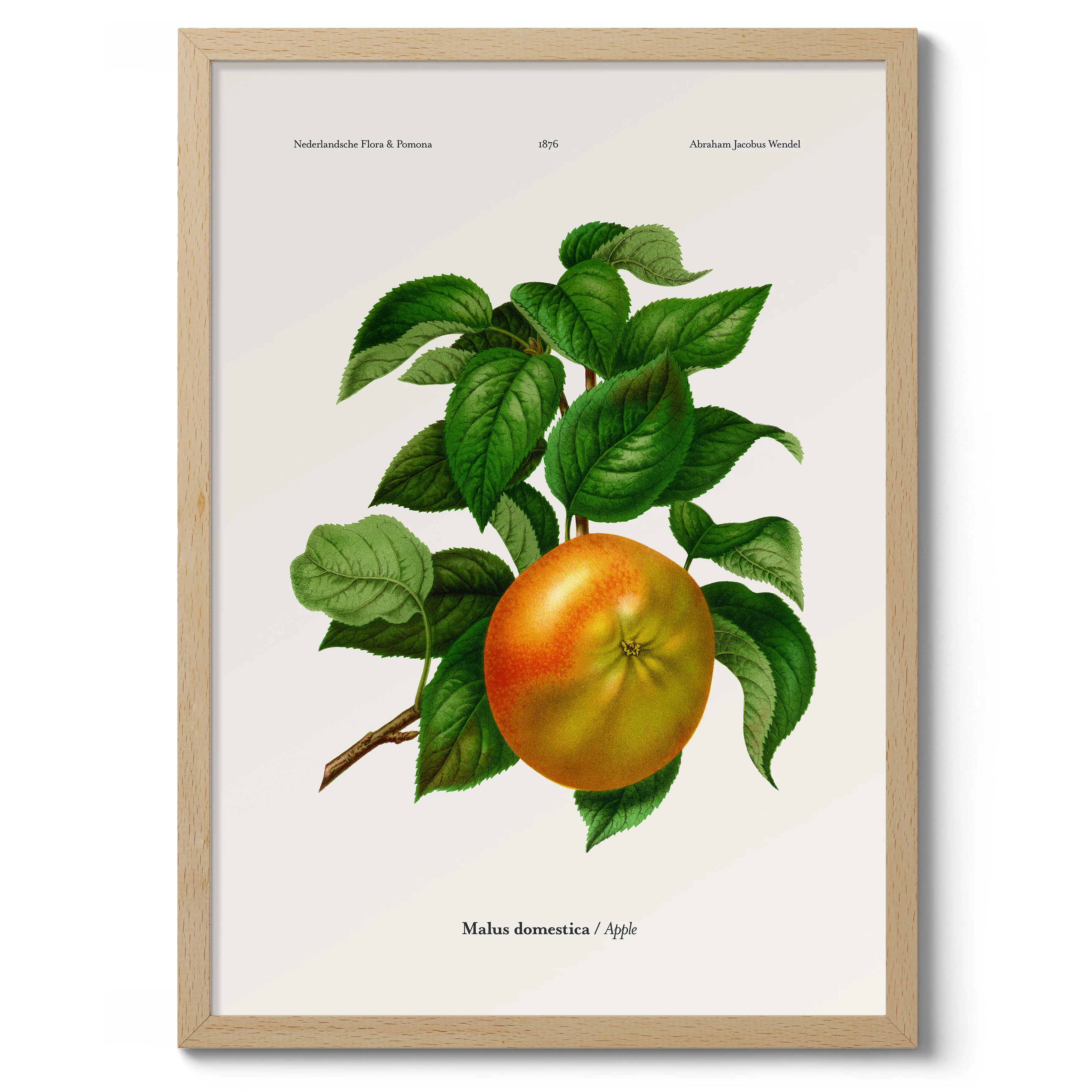 Apple - Image 3