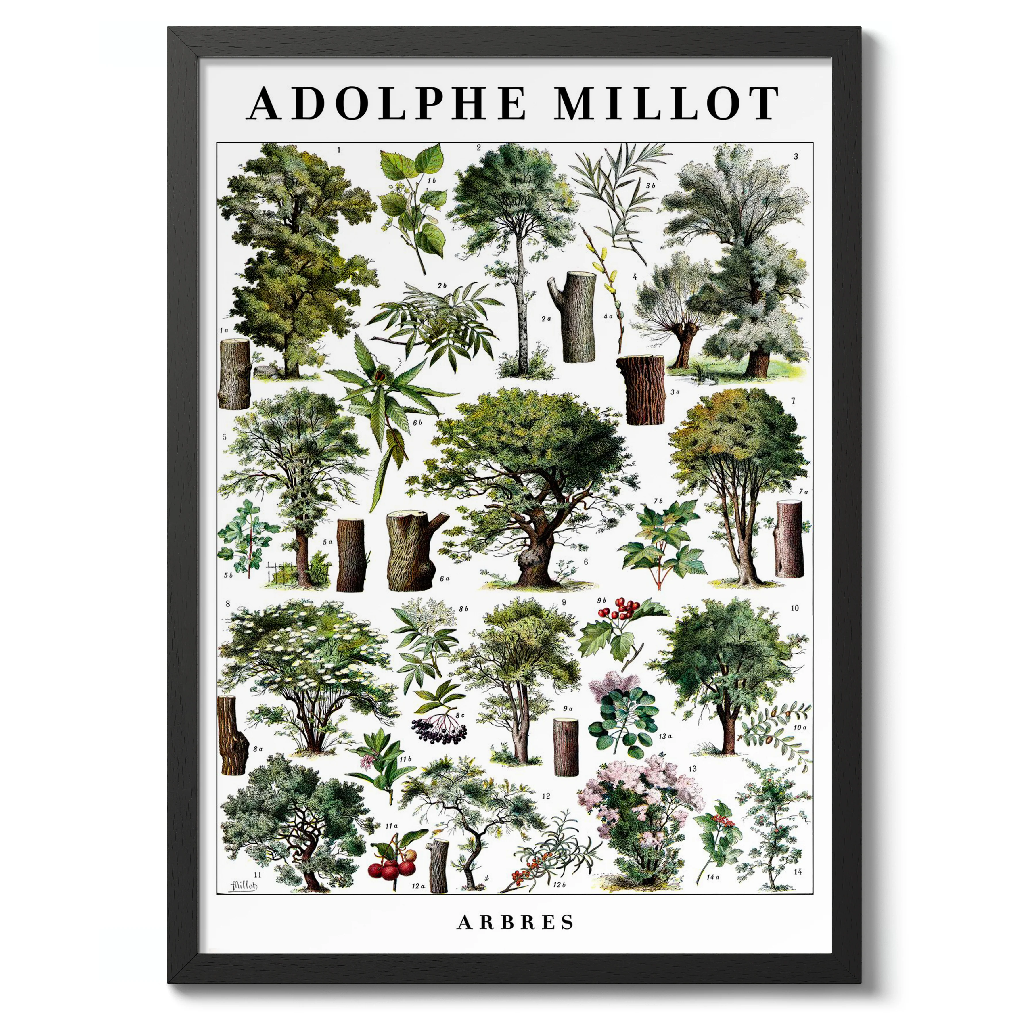Arbres - Image 2