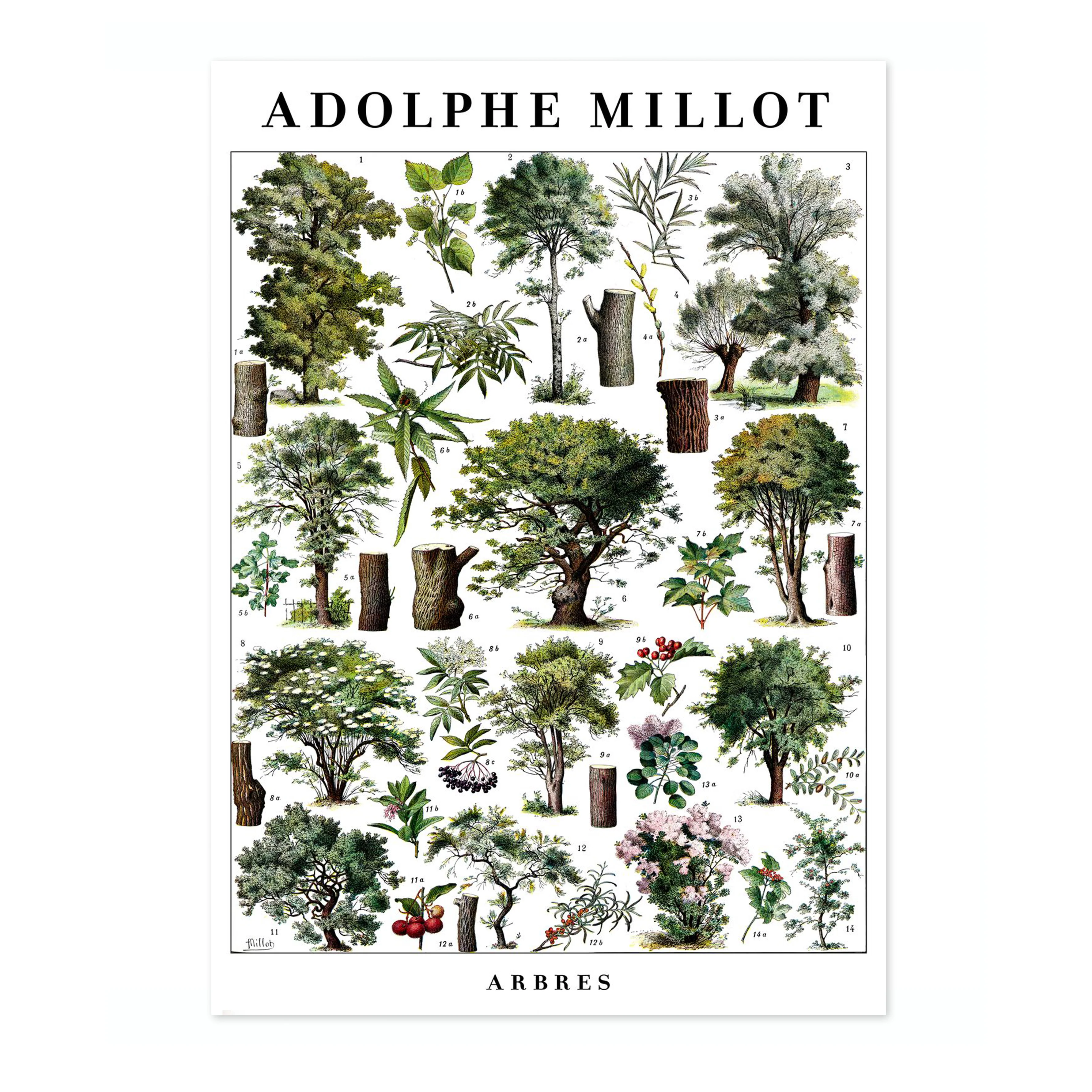 Arbres - Image 4