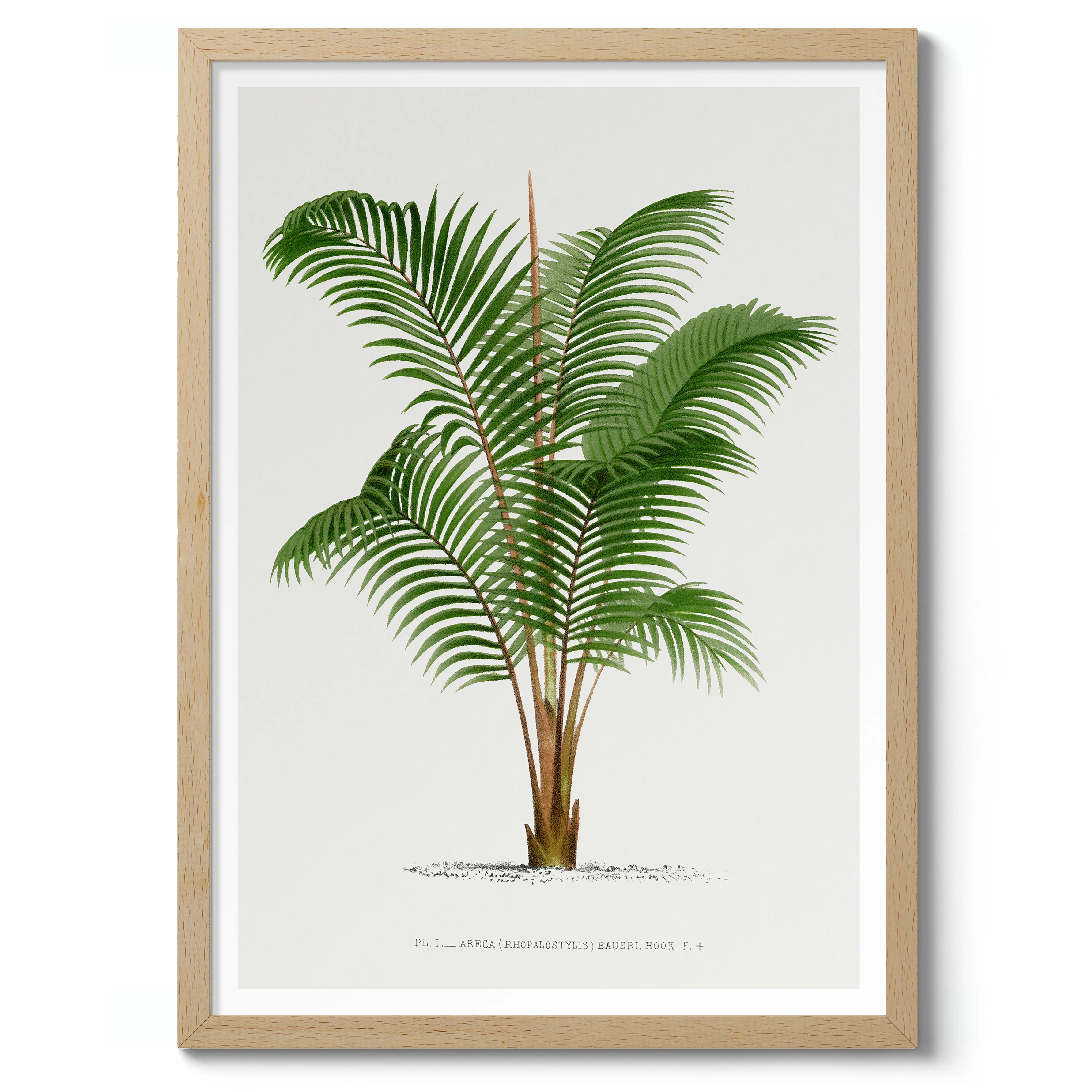 Areca Baueri - Image 3