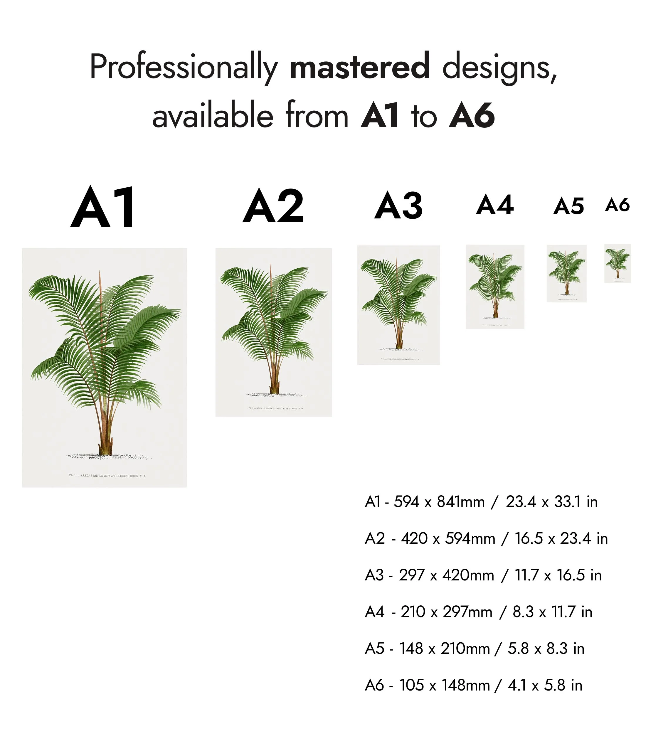Areca Baueri - Image 8