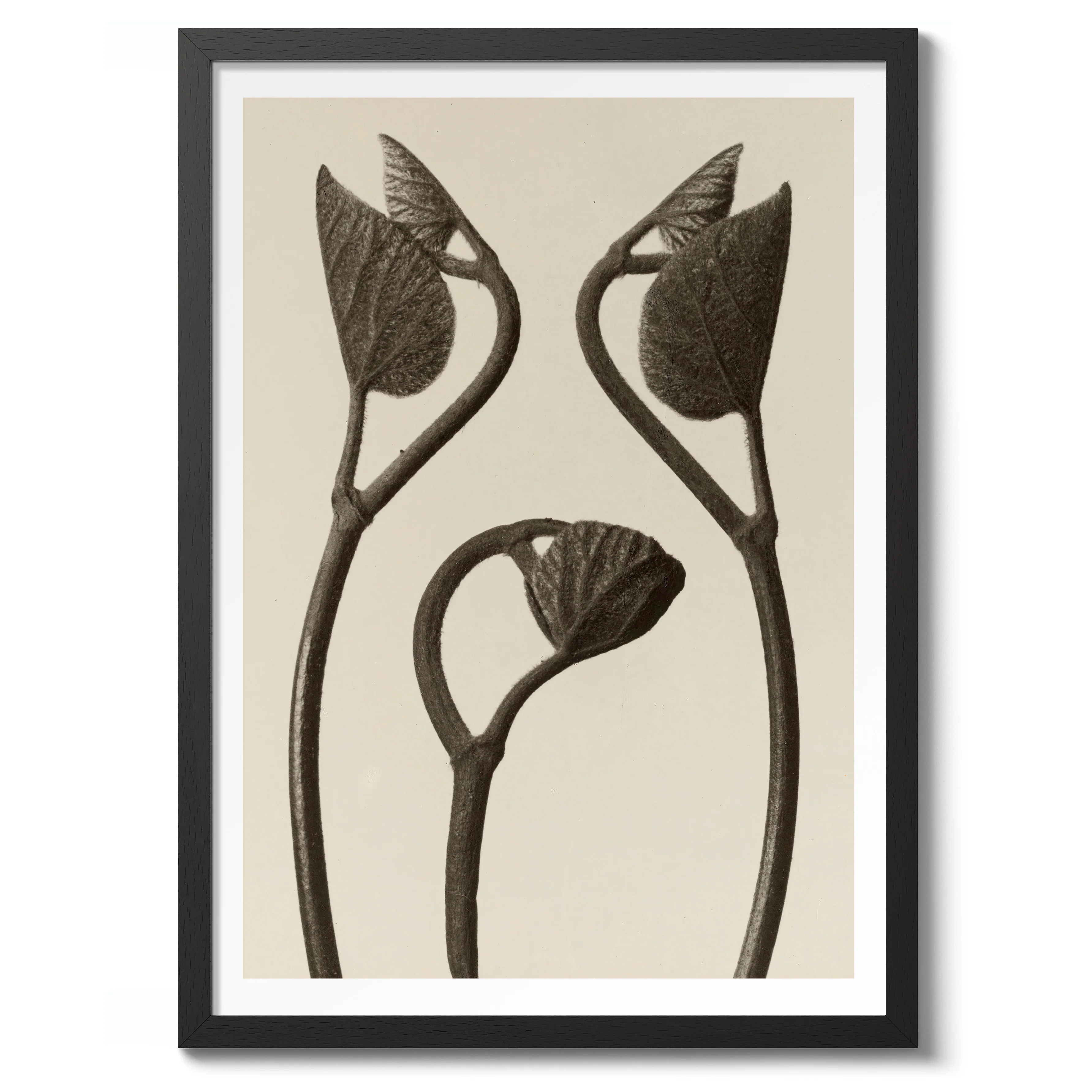 Aristolochia Stems and Leaves - Image 2