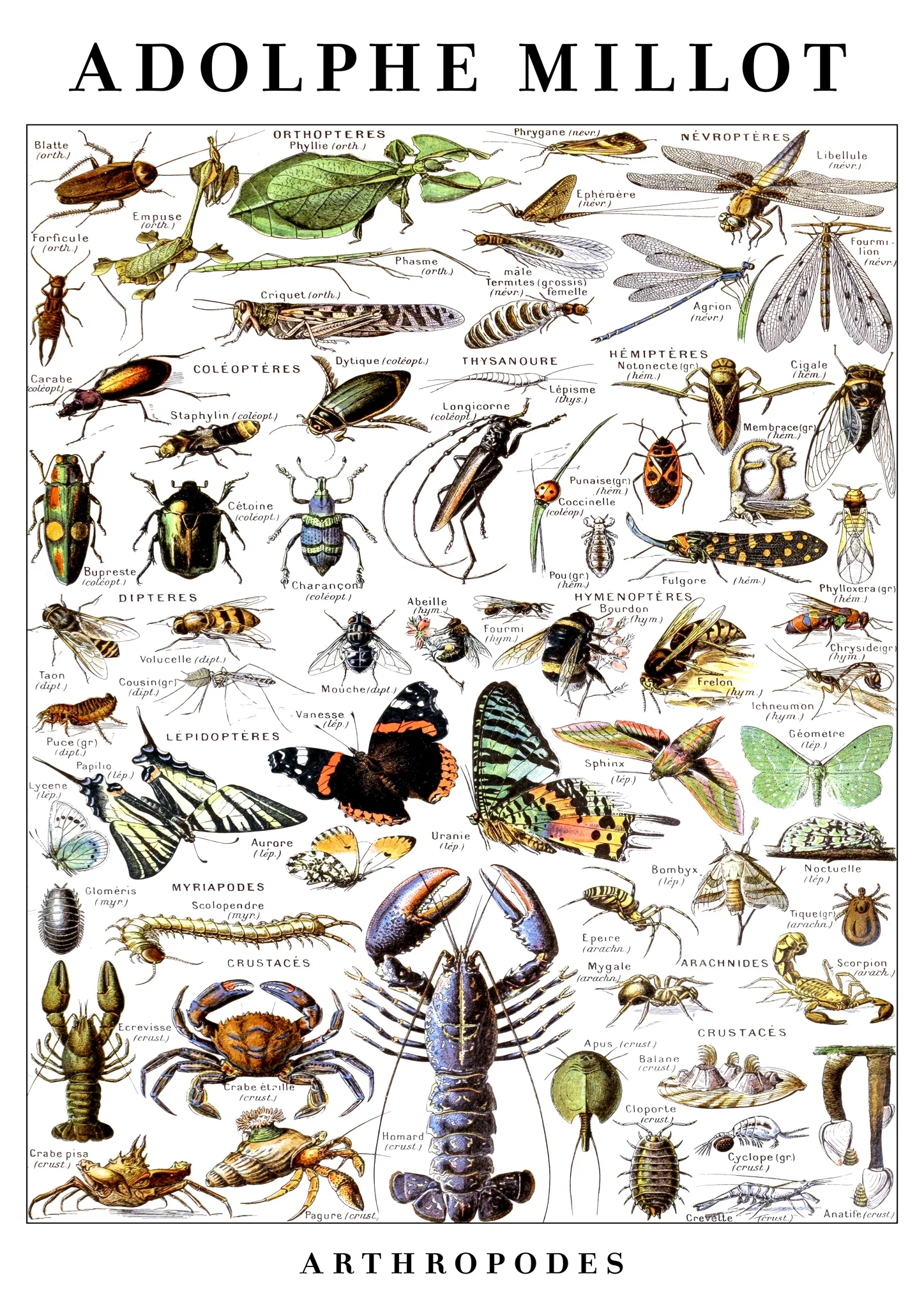 Arthropods