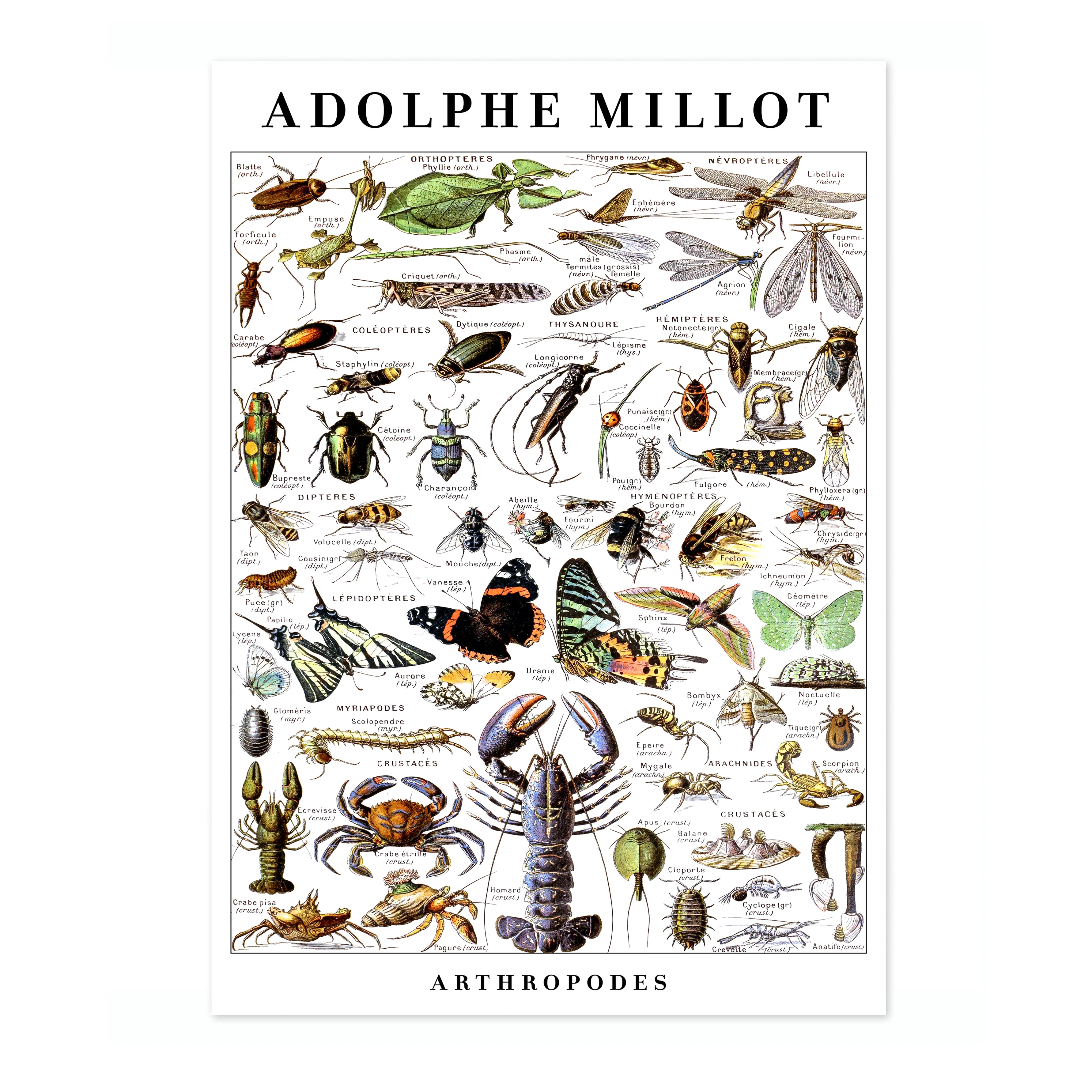 Arthropods - Image 4
