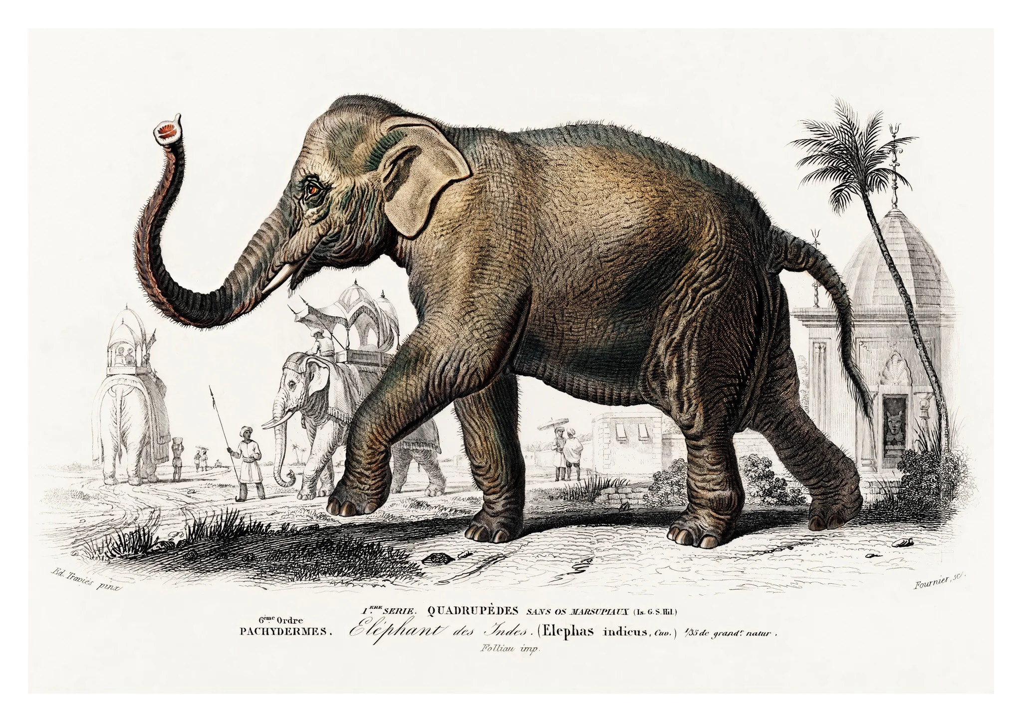 Asiatic Elephant