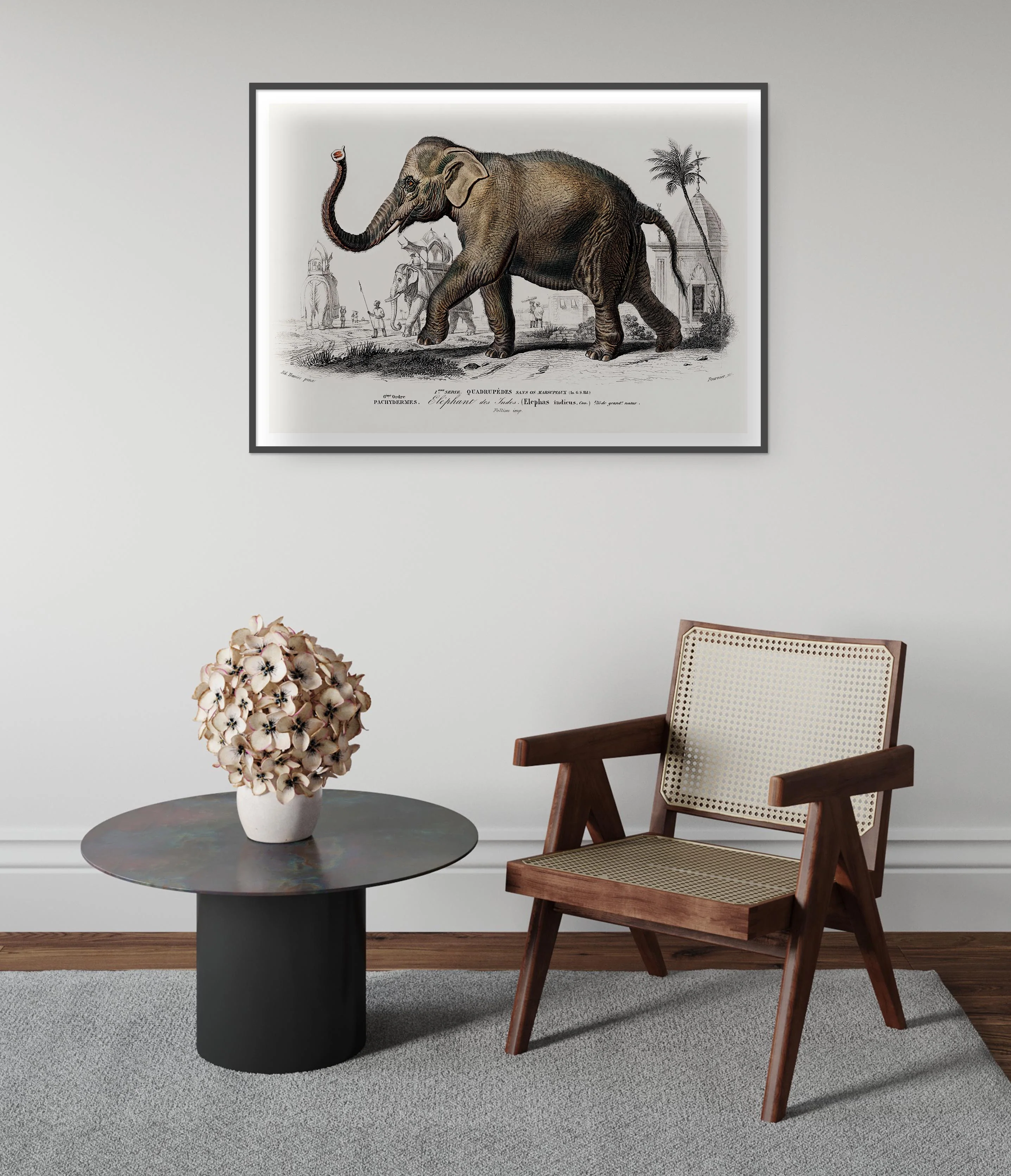 Asiatic Elephant - Image 5