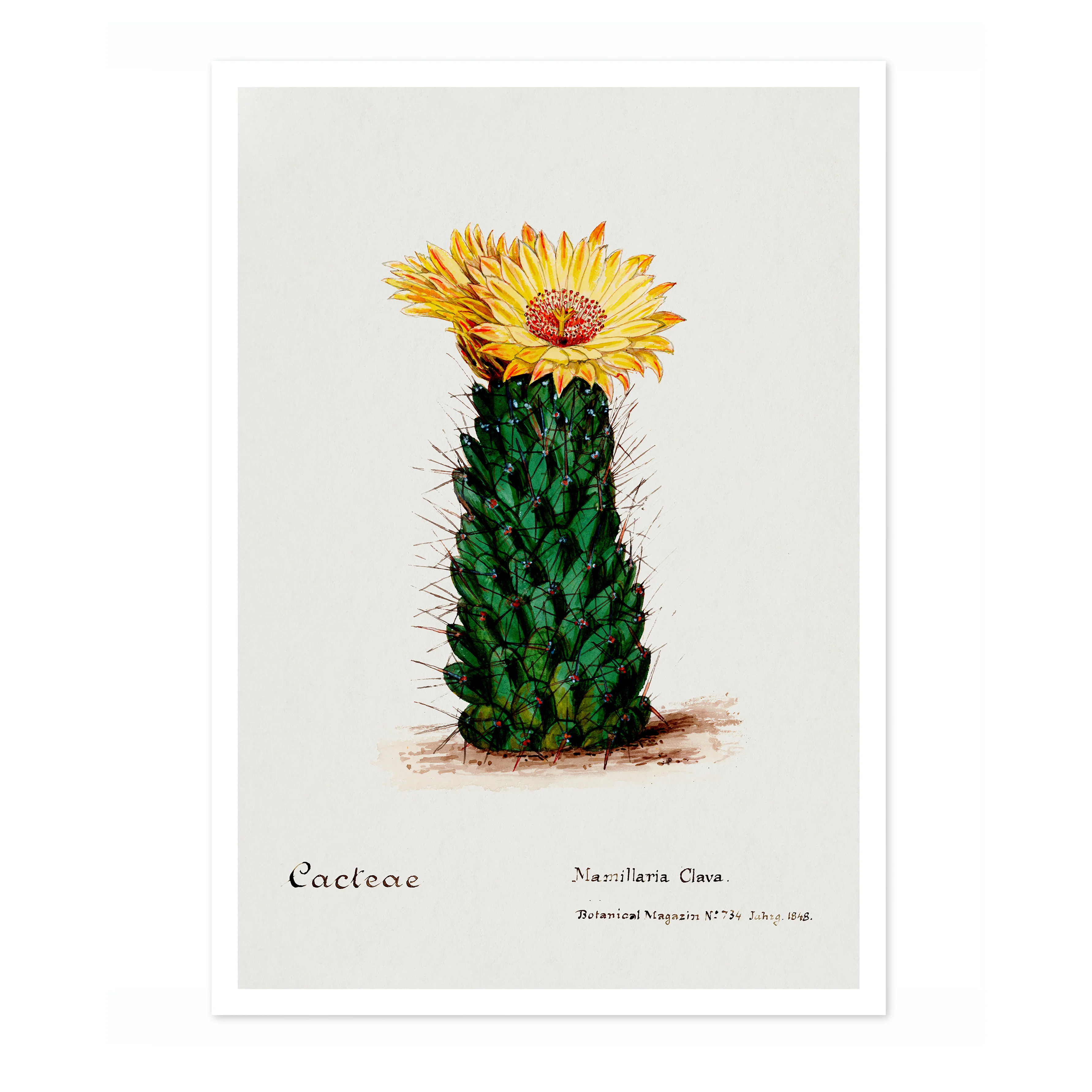 Beehive Cactus - Image 4