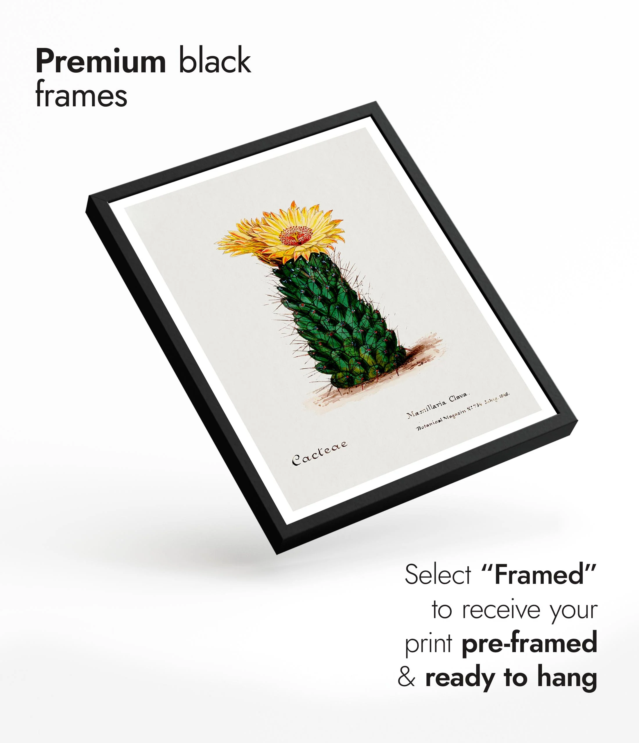 Beehive Cactus - Image 7