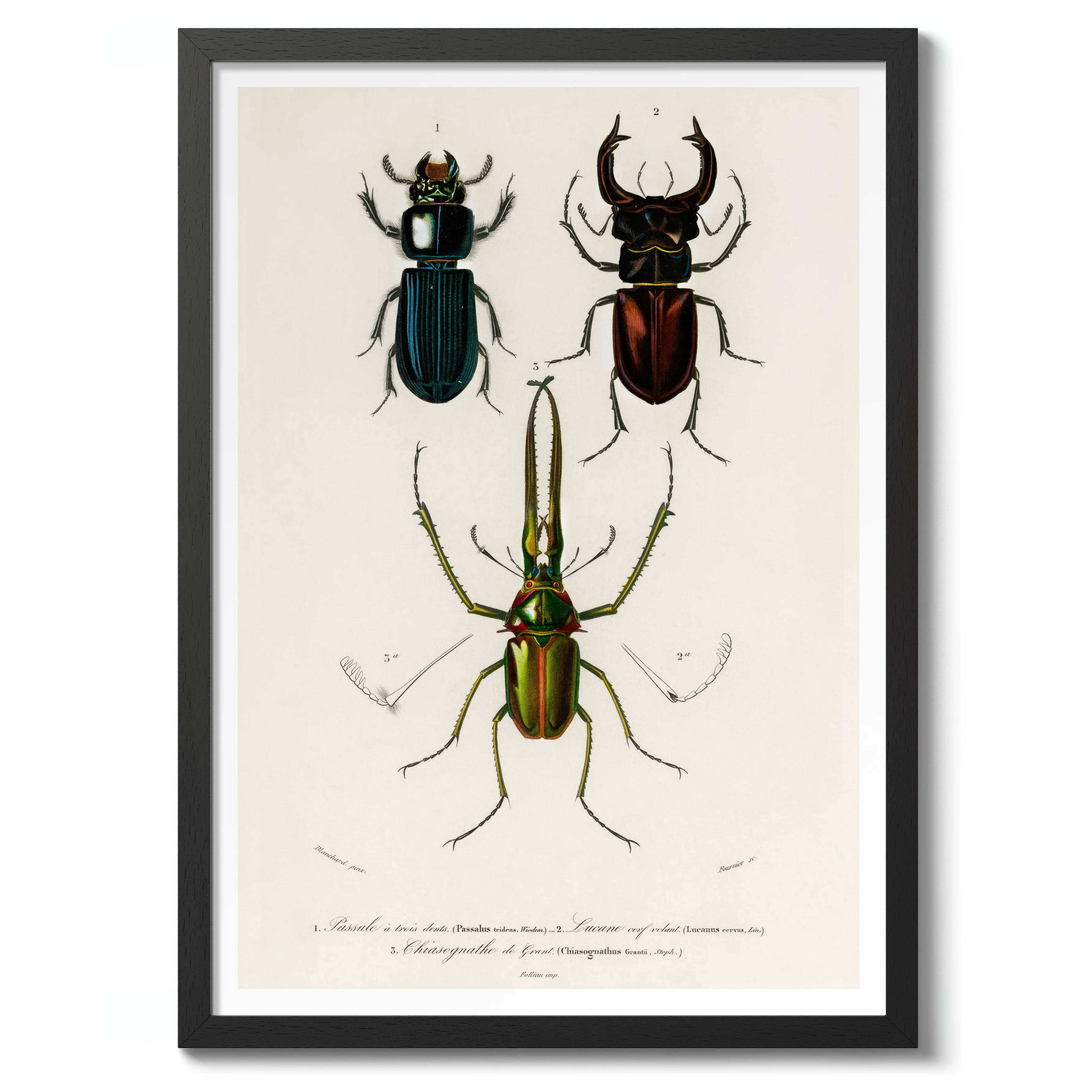 Beetles - Image 2