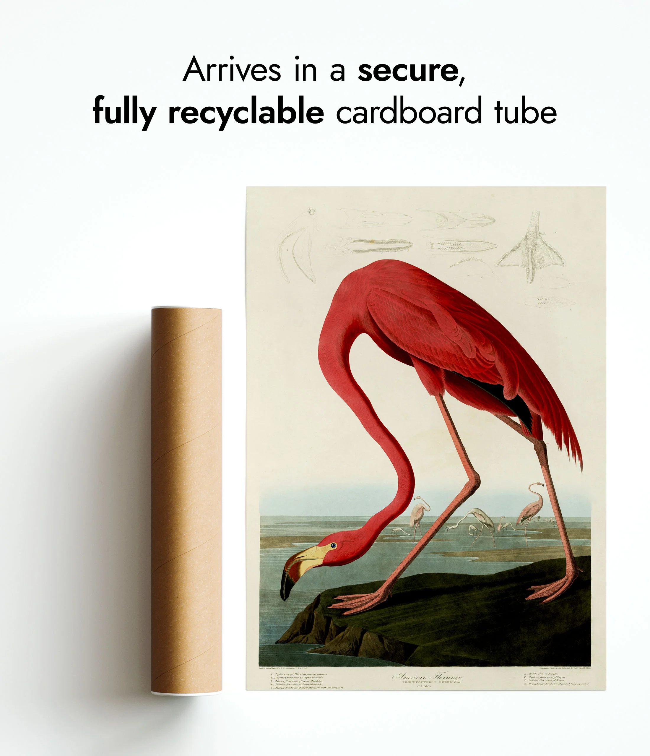 Birds of America - Set of 3 - Image 10