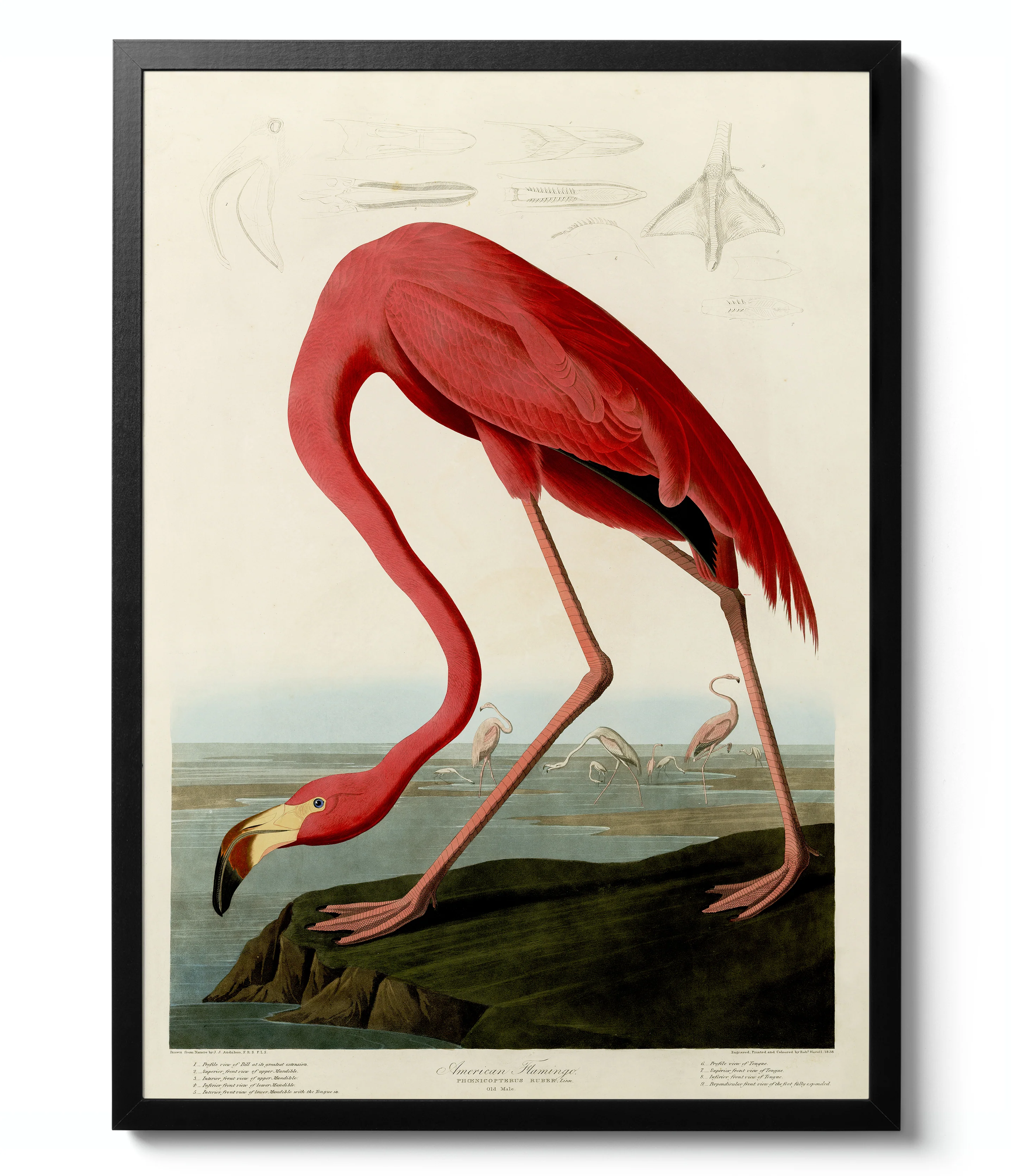Birds of America - Set of 3 - Image 5