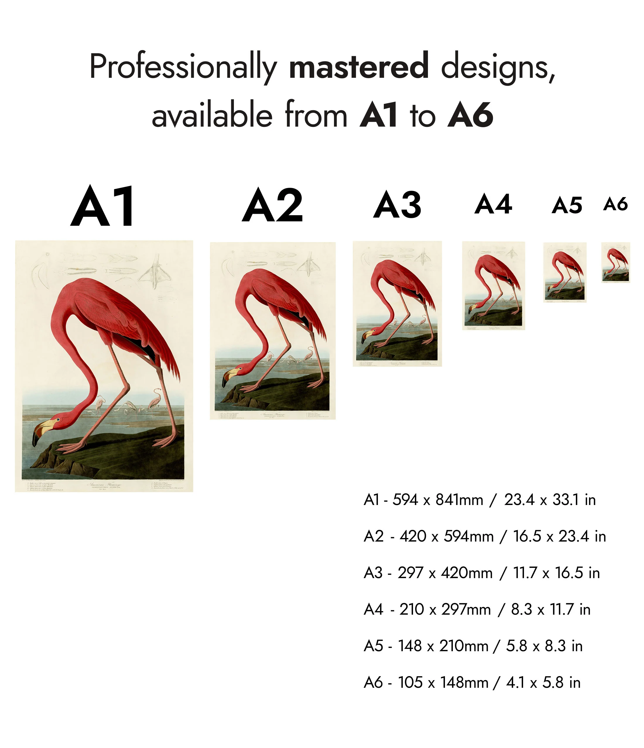 Birds of America - Set of 3 - Image 9