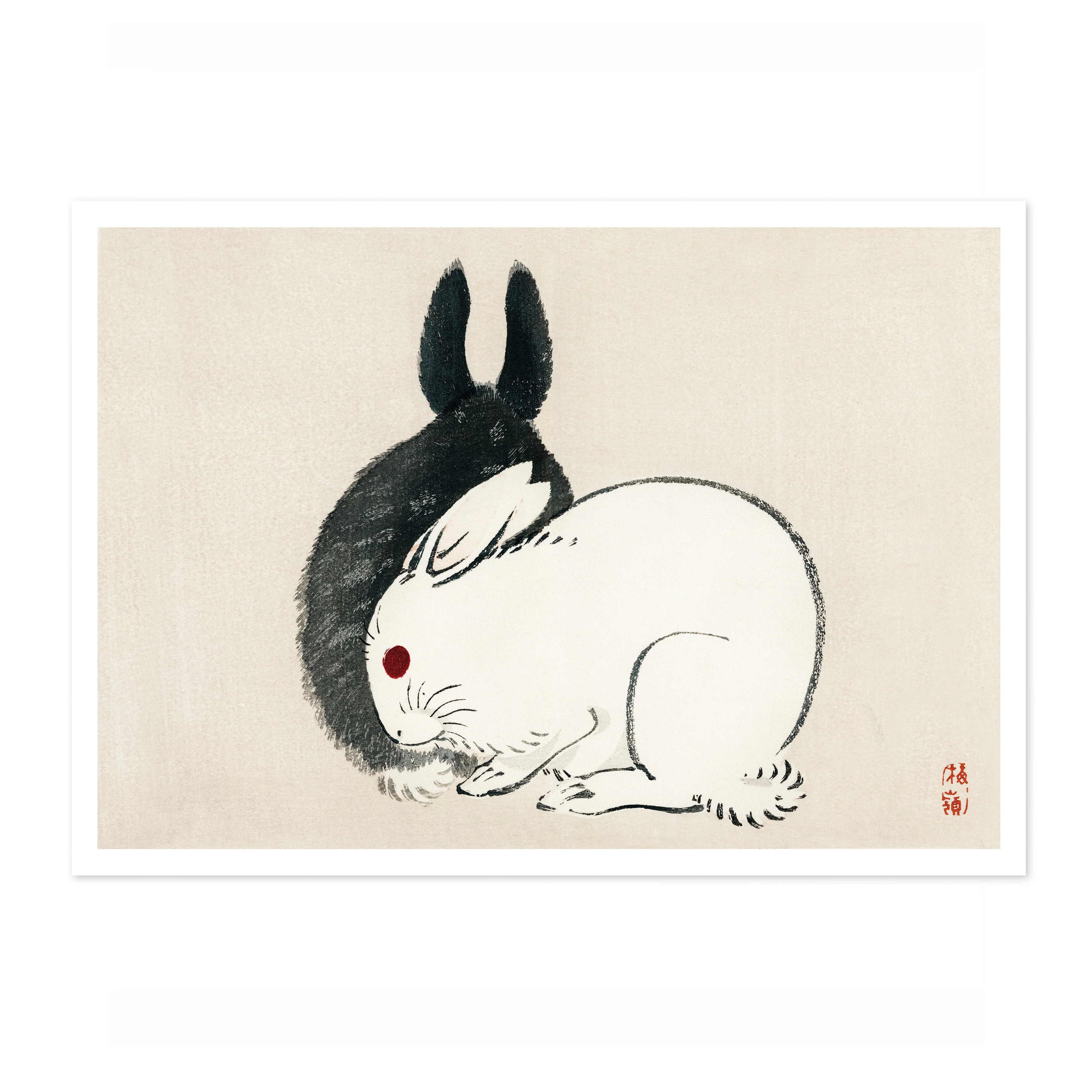 Black and White Rabbits - Image 4