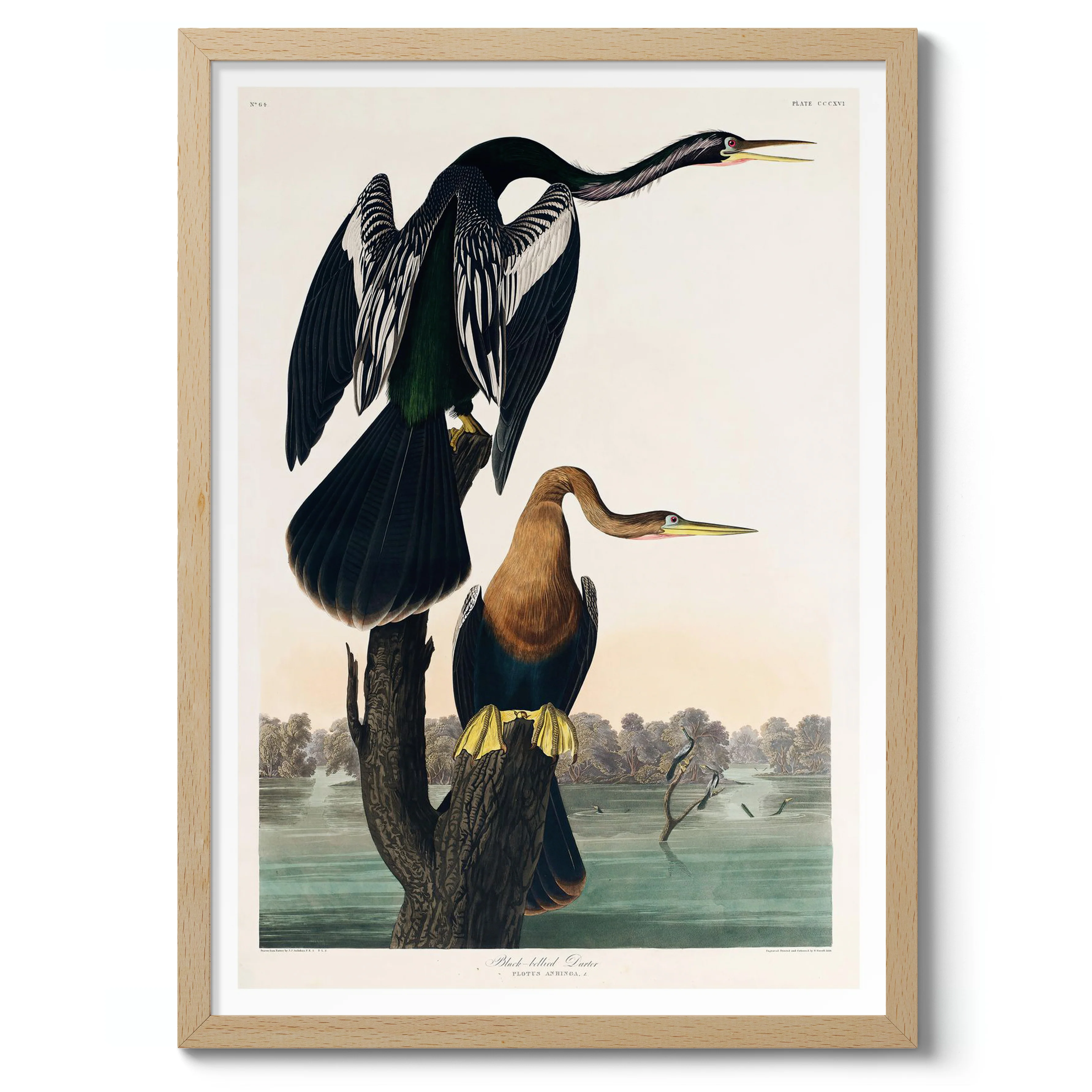 Black Bellied Darters - Image 3