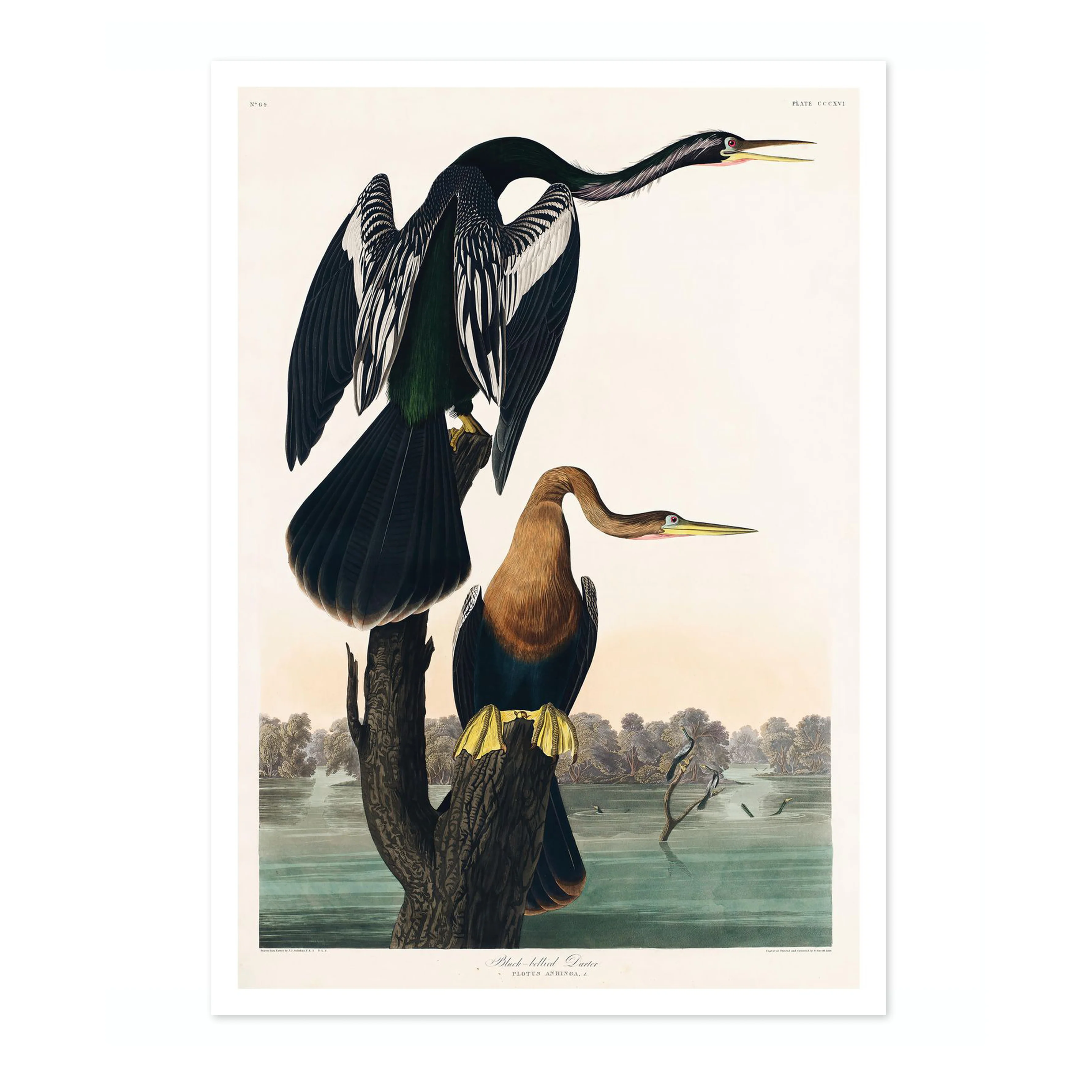 Black Bellied Darters - Image 4