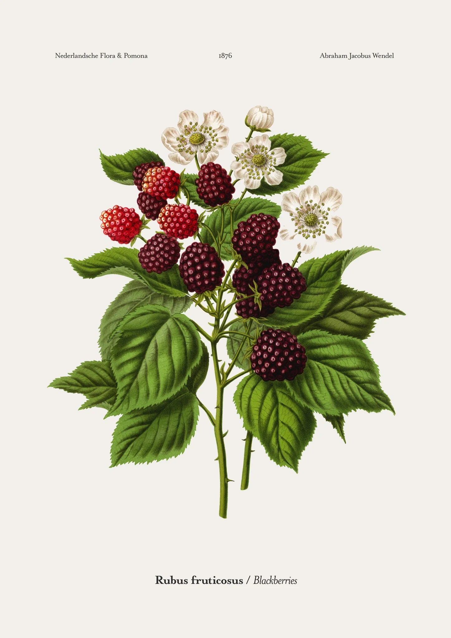 Blackberries