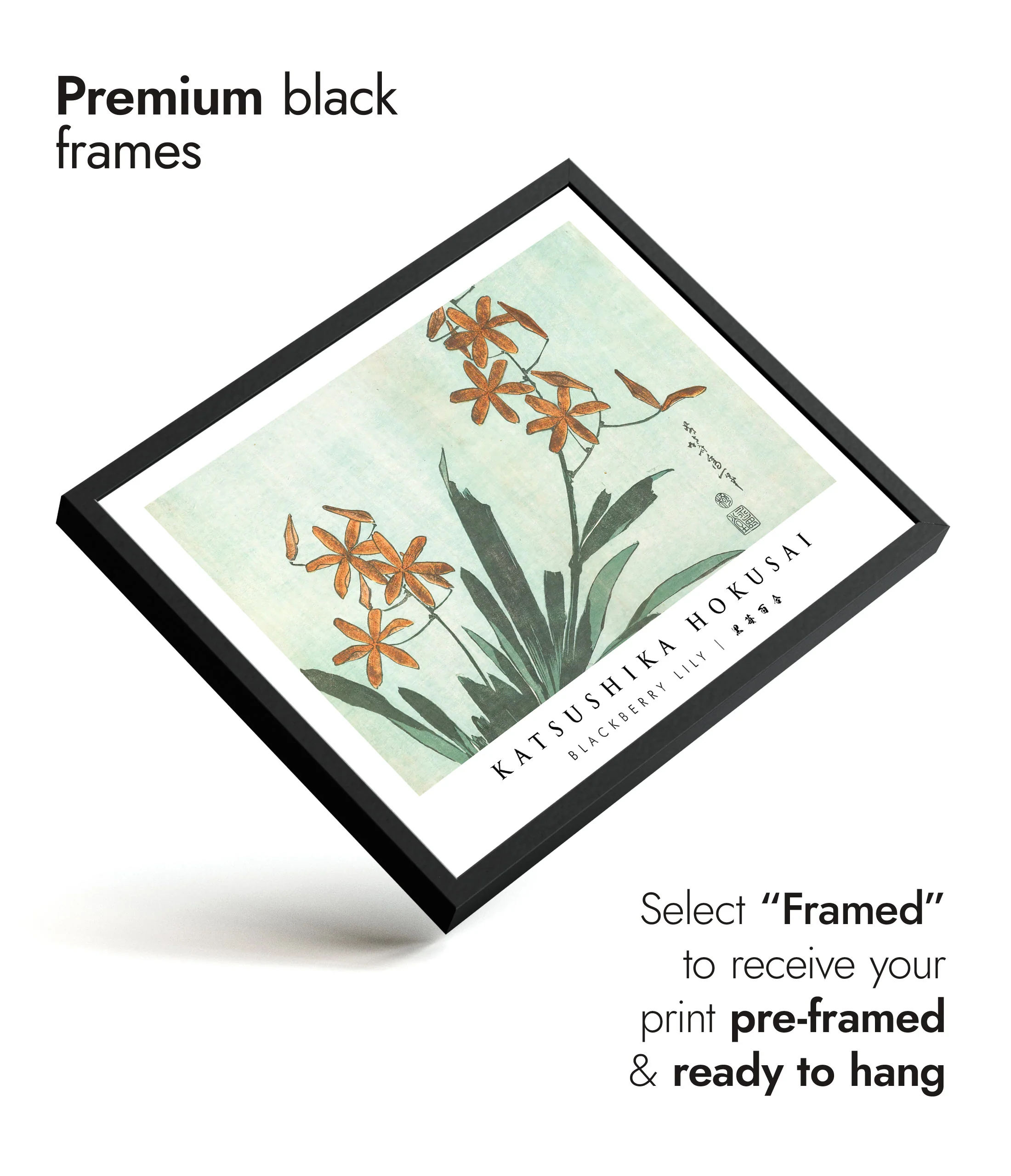 Blackberry Lily - Image 7