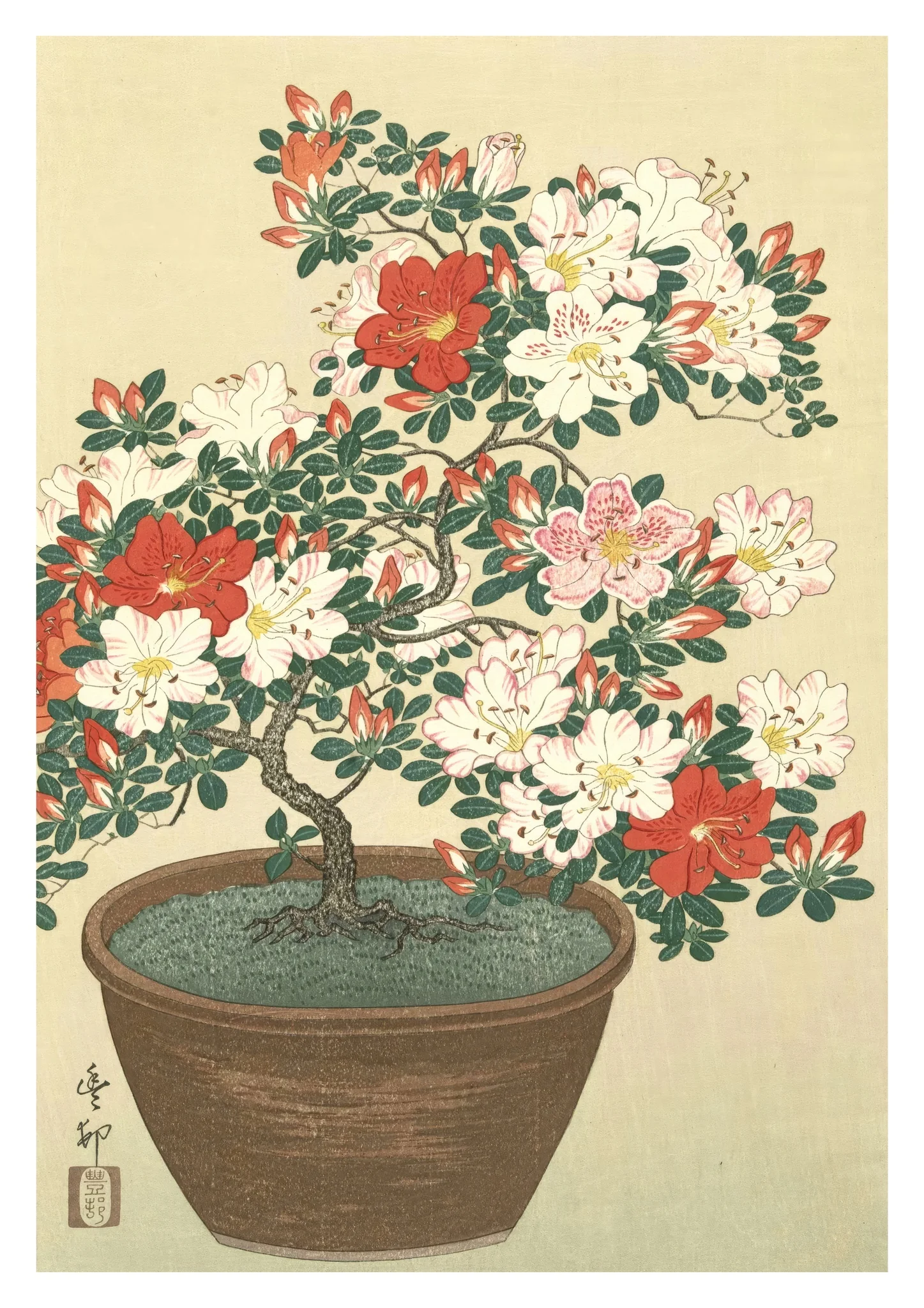 Blooming Azalea in Brown Pot