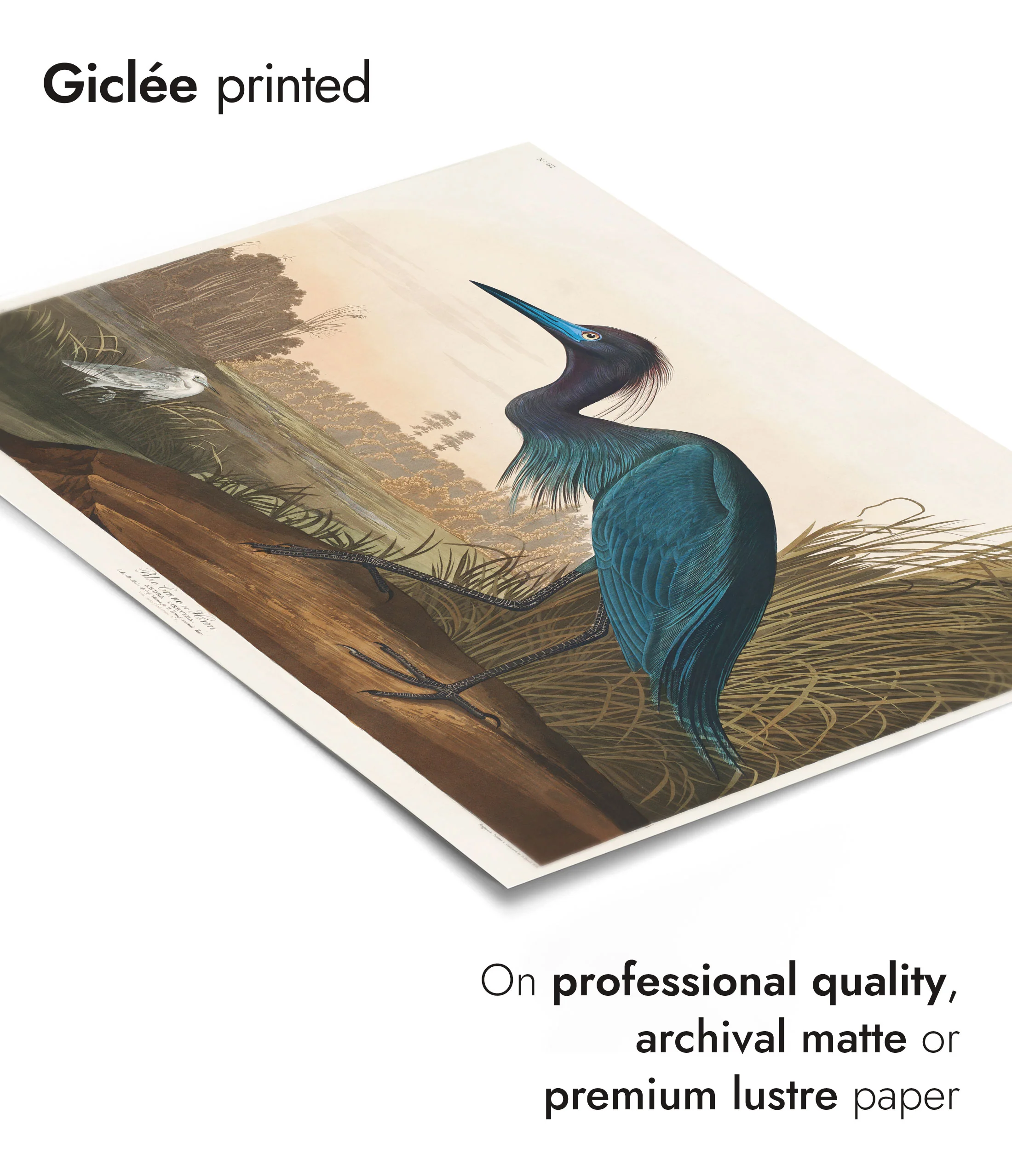 Blue Crane - Image 6