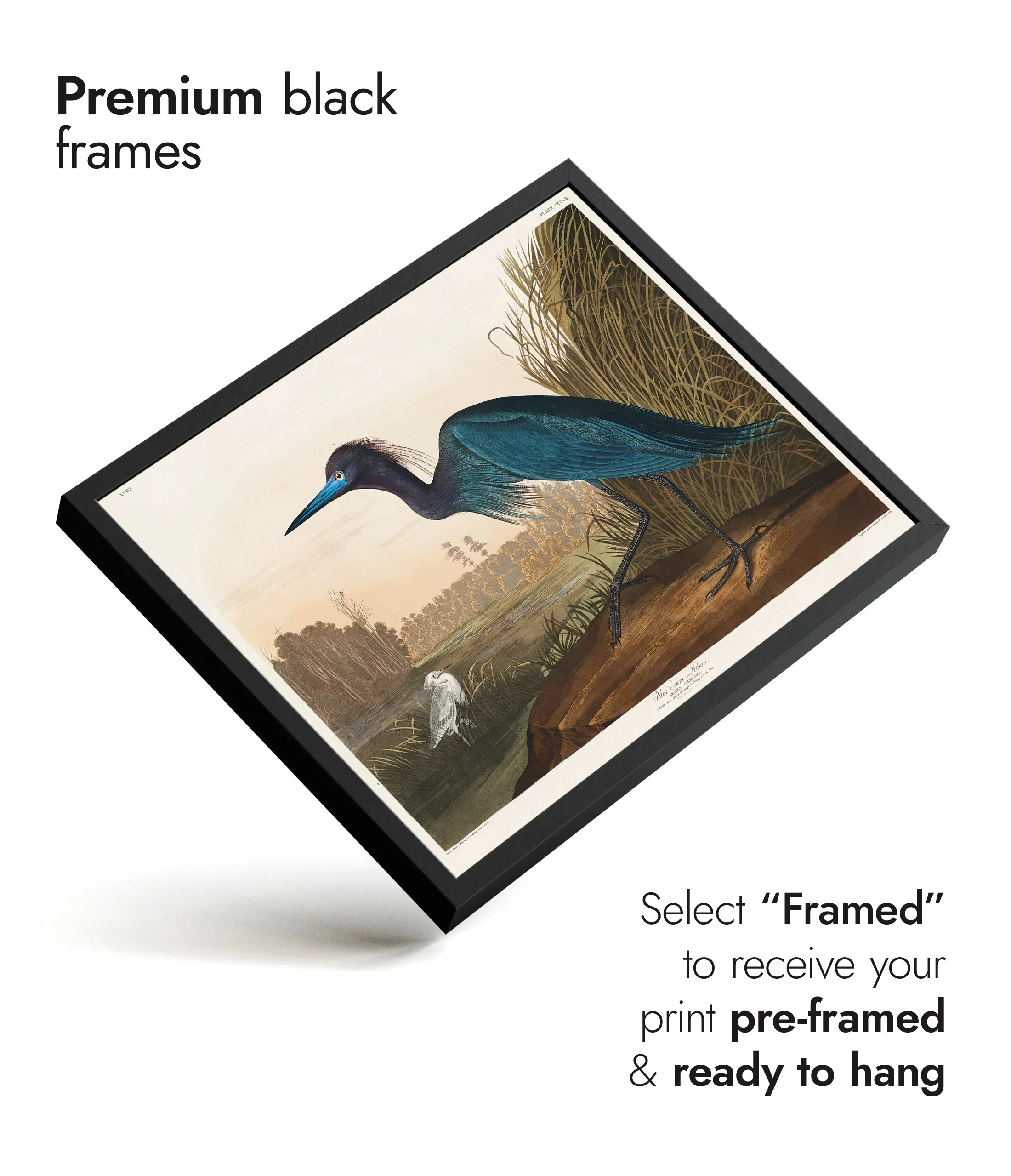 Blue Crane - Image 7
