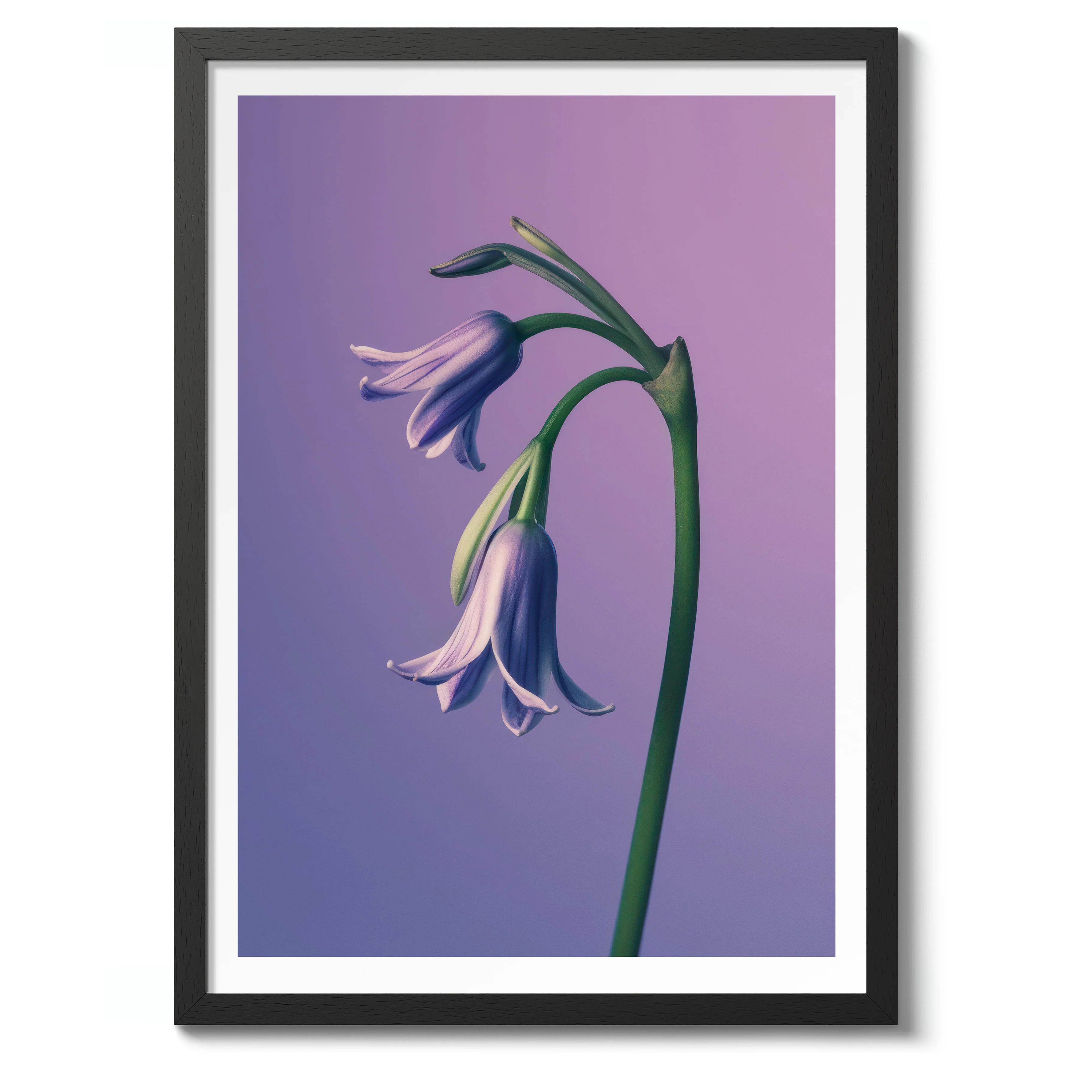 Bluebell - Image 2