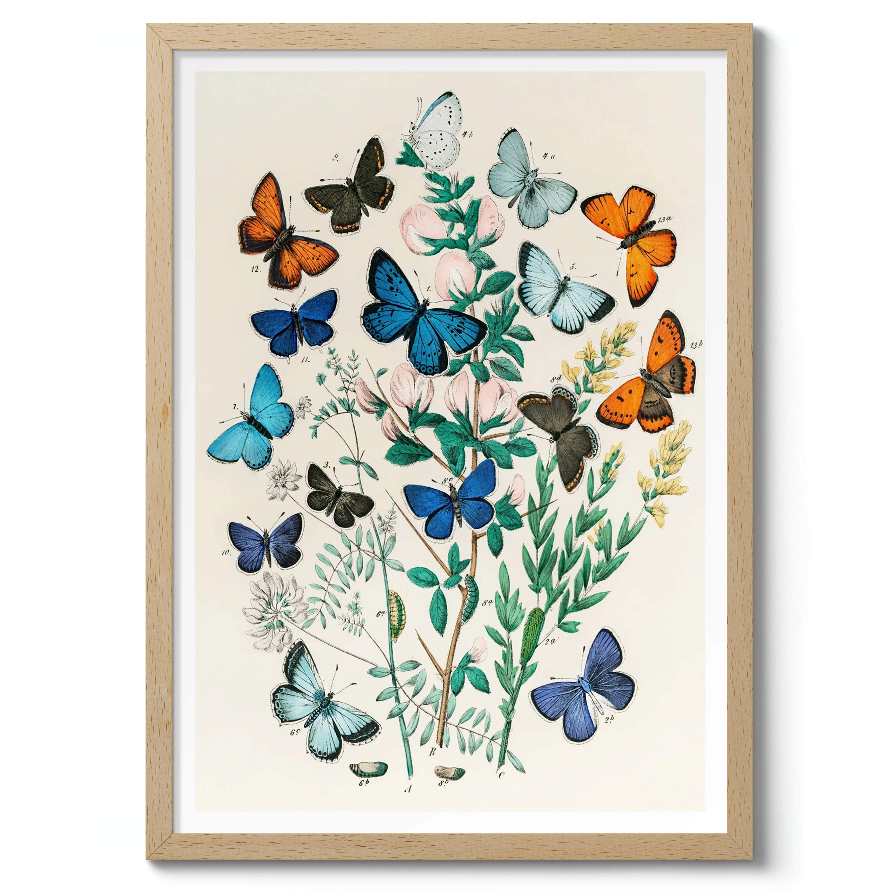 Botanical Butterflys - Image 3