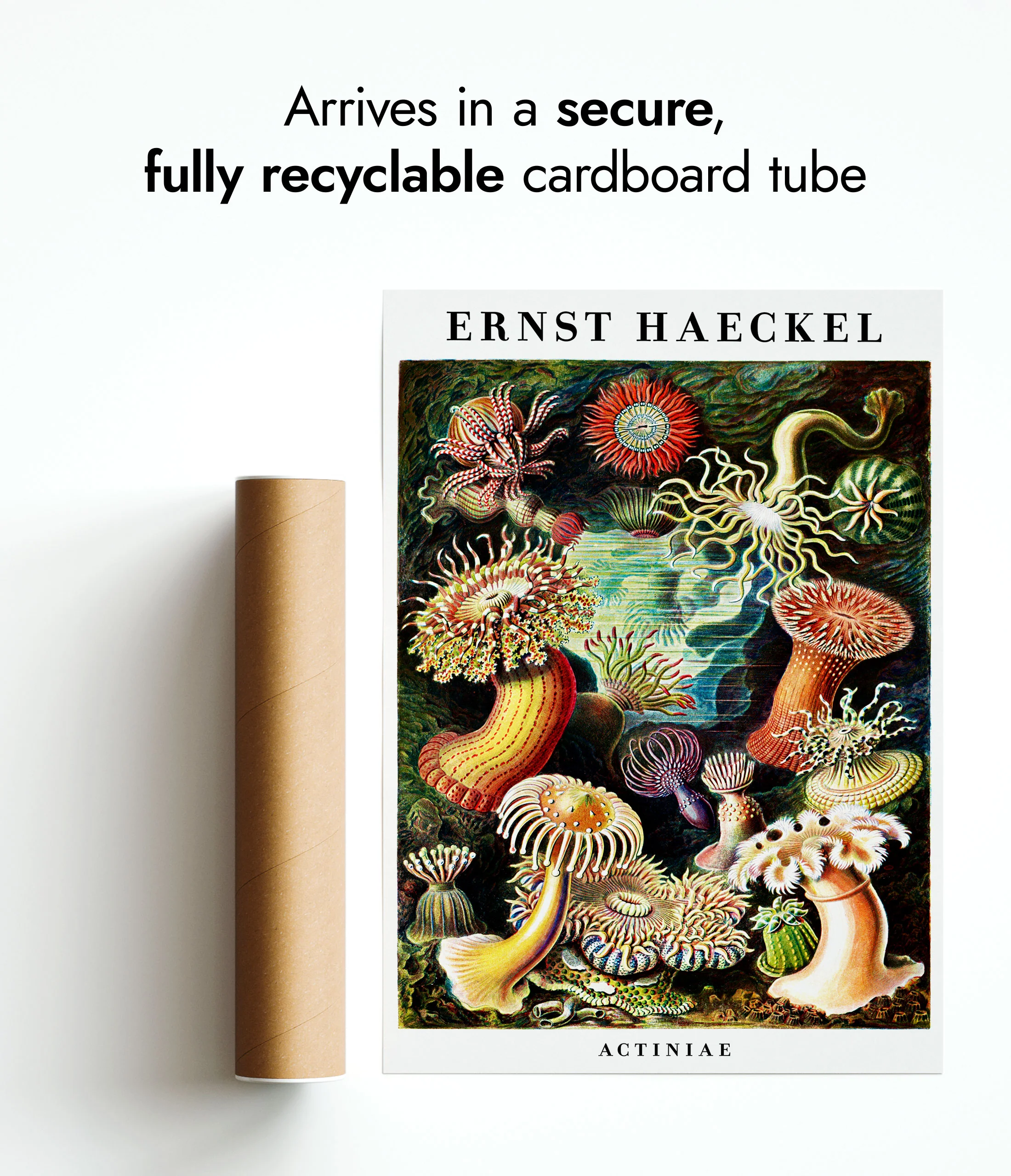 Ernst Haeckel - Set of 3 - Image 11