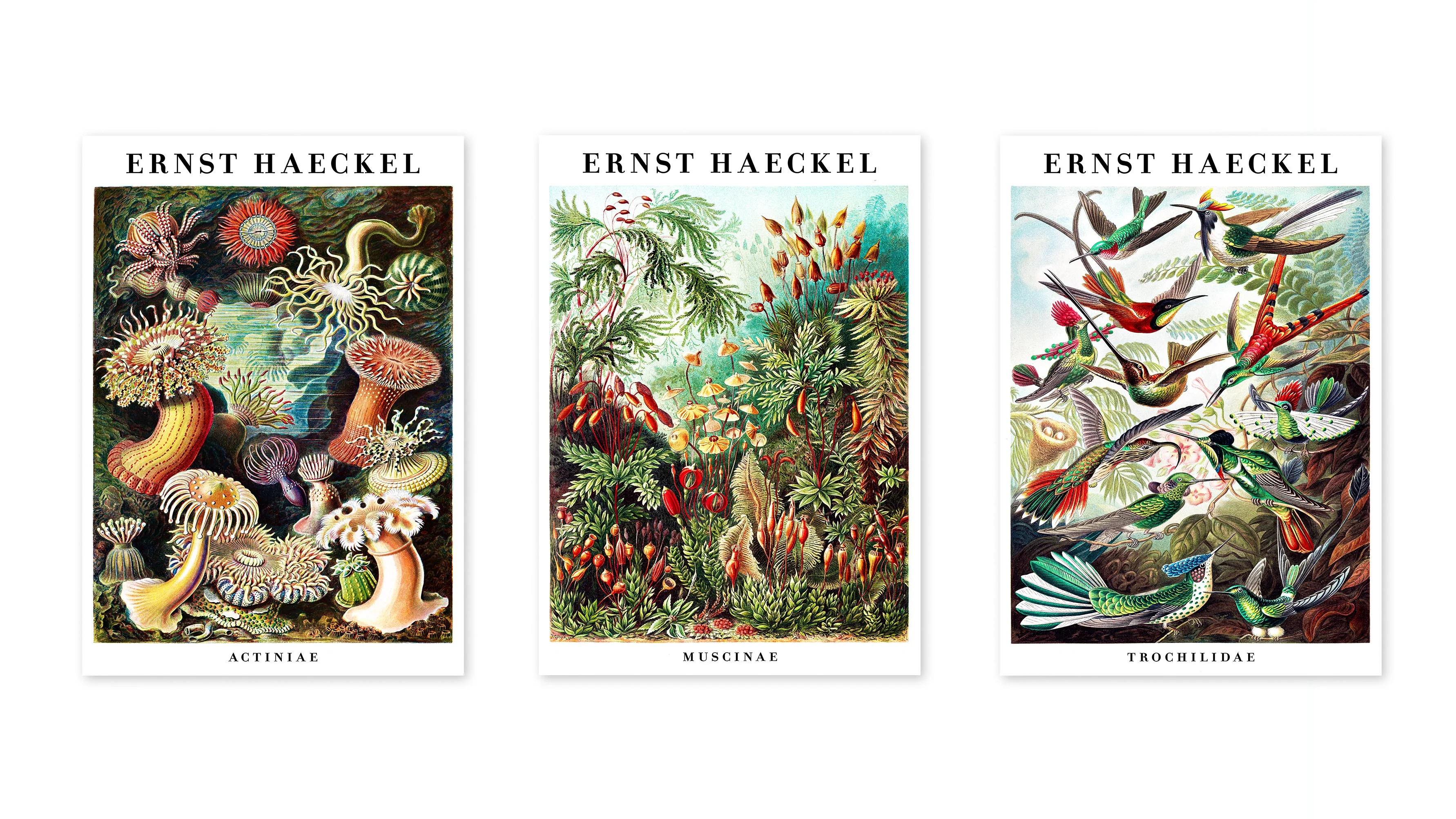 Ernst Haeckel - Set of 3 - Image 3