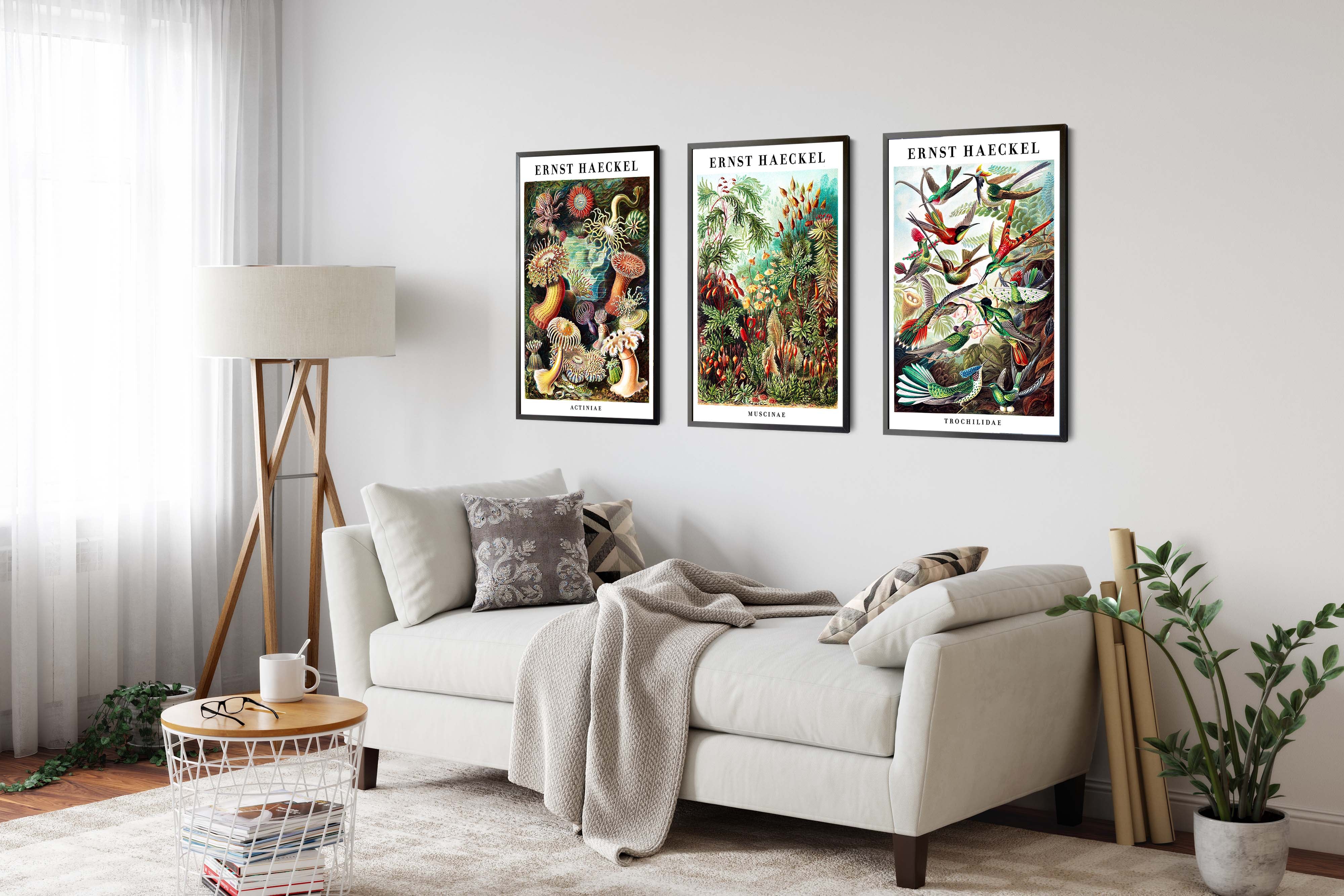 Ernst Haeckel - Set of 3 - Image 4