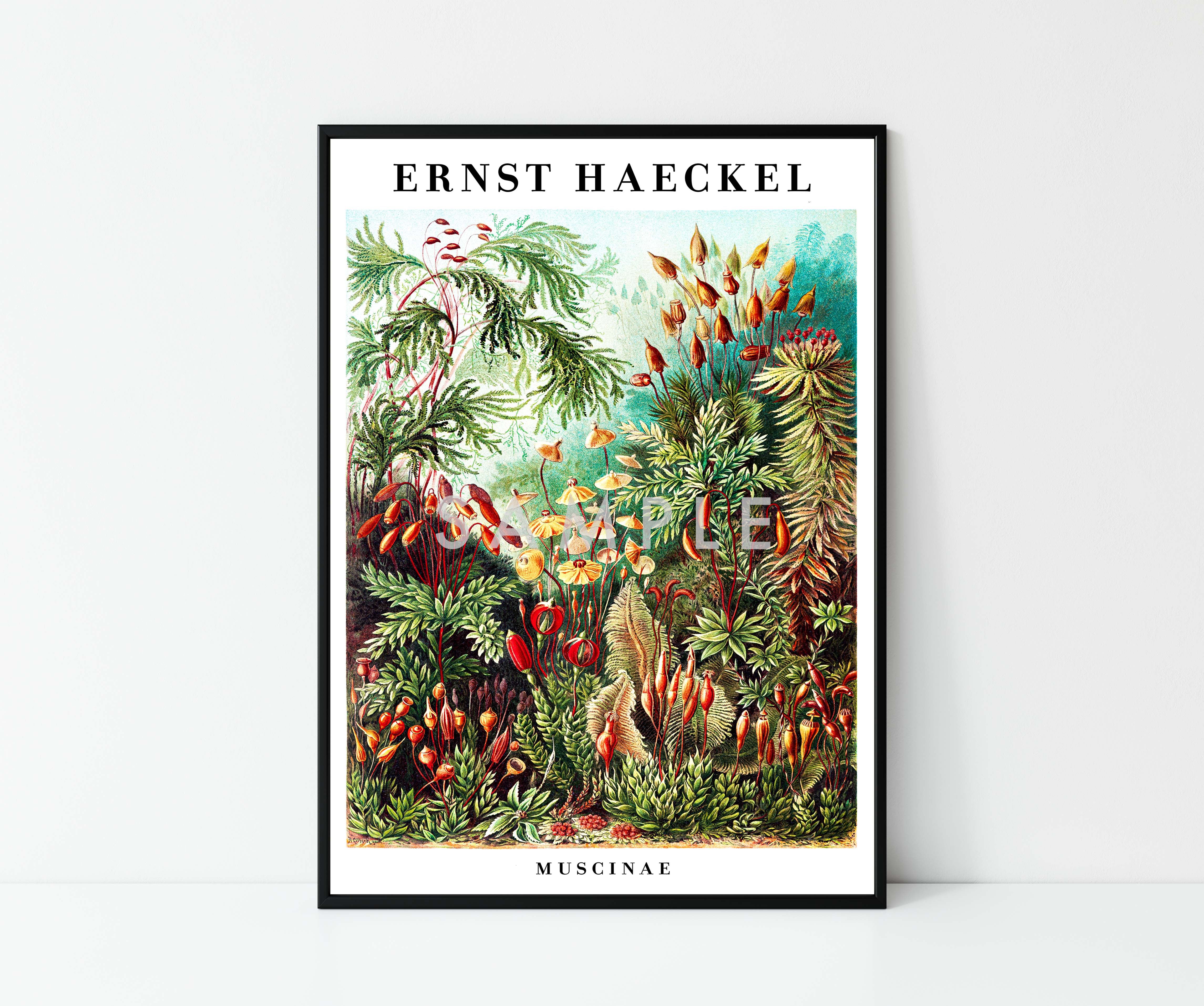 Ernst Haeckel - Set of 3 - Image 6