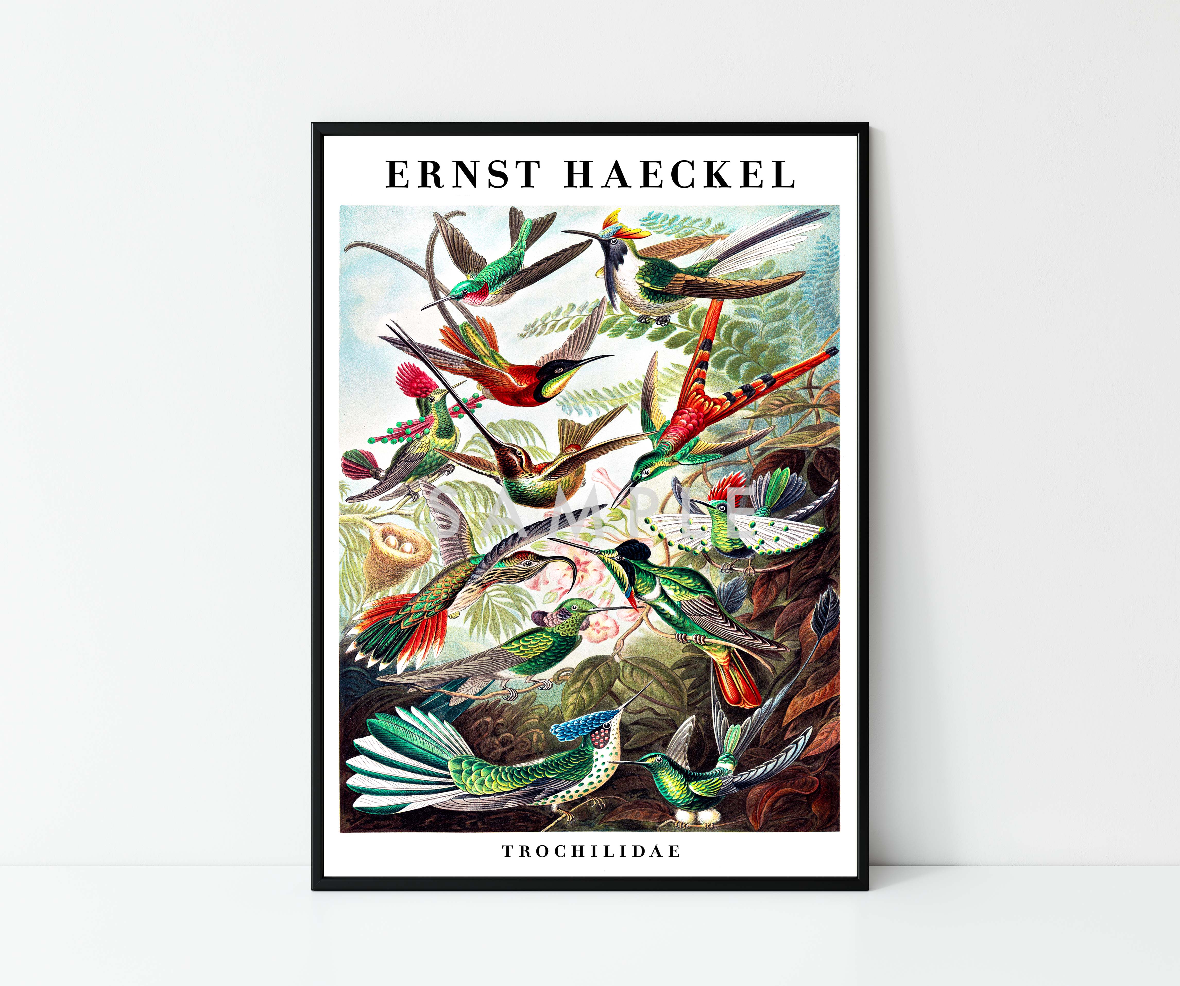 Ernst Haeckel - Set of 3 - Image 7