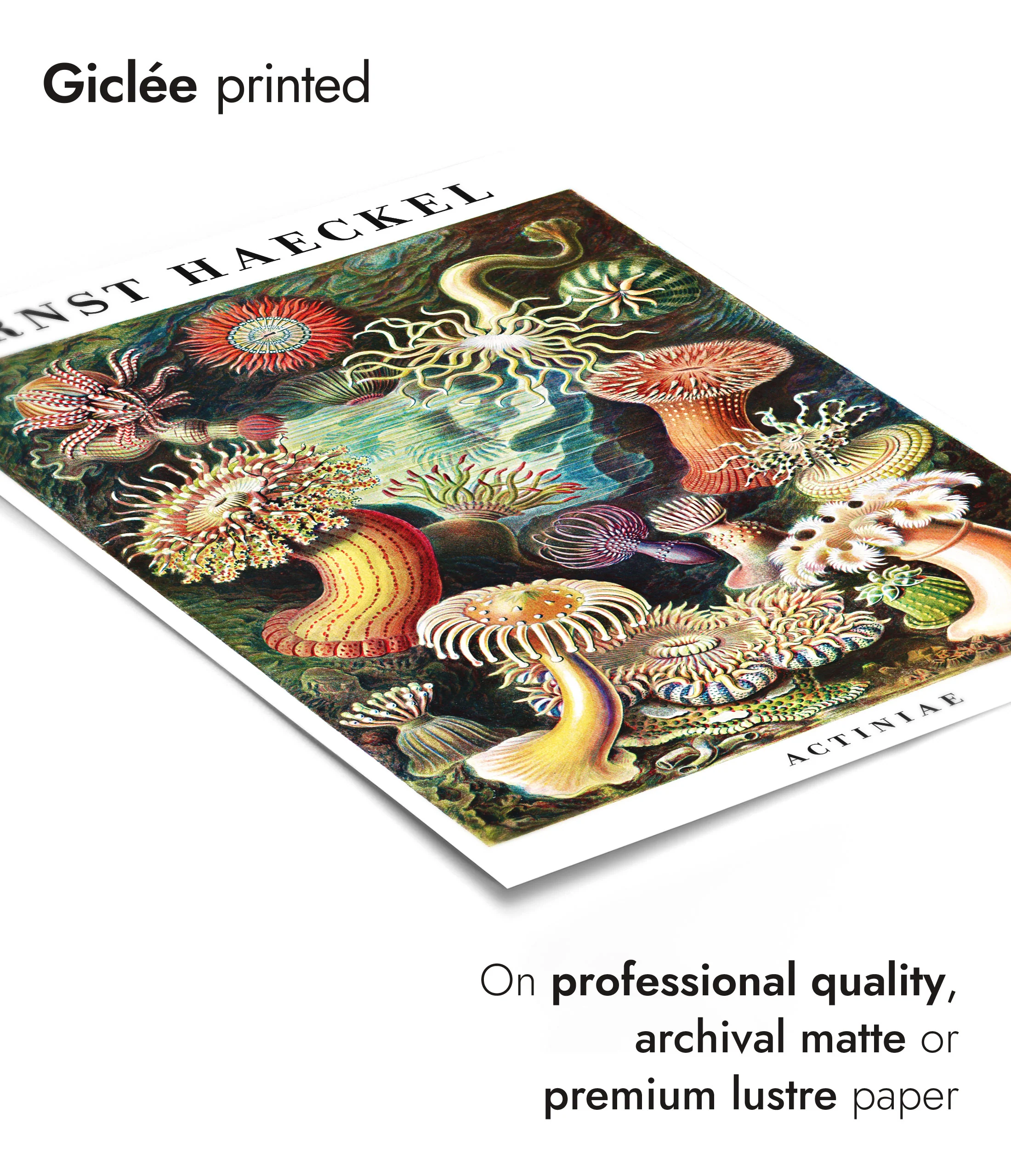 Ernst Haeckel - Set of 3 - Image 8